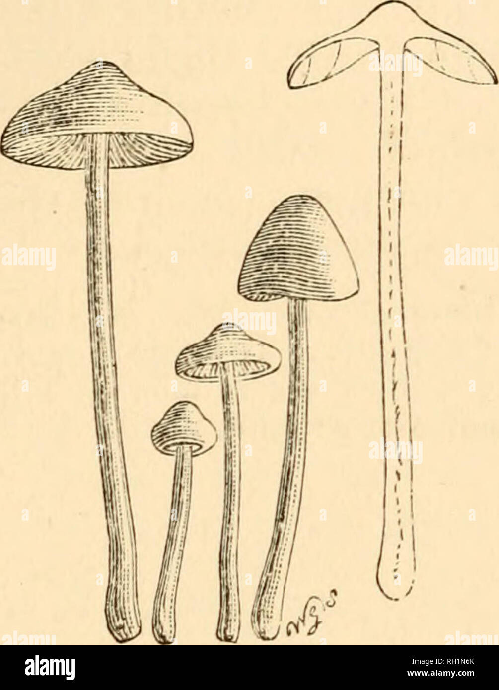. British fungi (Hymenomycetes). Fungi -- Great Britain. 252 AGARICUS. Inocybe. Allied to A. sindonius. On the ground. Street, Somerset, 1871. Oct. Name—after J. A. Clark. B. &amp;^ Br. n. 1345. C. Illust. PL 429. B. 561. A. geophyllus Sow.—Pileus 12 mm. (&gt;^ in.) and more high and broad, normally white, somewhat fleshy, conical theft expajided, umboiiate, dry, becoming silky- eve7t, then covered with longitudinal fibrils from the cuticle gaping open ; flesh white. Stem 5-7.5 cent. (2-3 in.) long, 2-4 more rarely 6 mm. (1-2, 3 lin.) thick, stuffed, slightly firm, equal, commonly tense and st Stock Photo