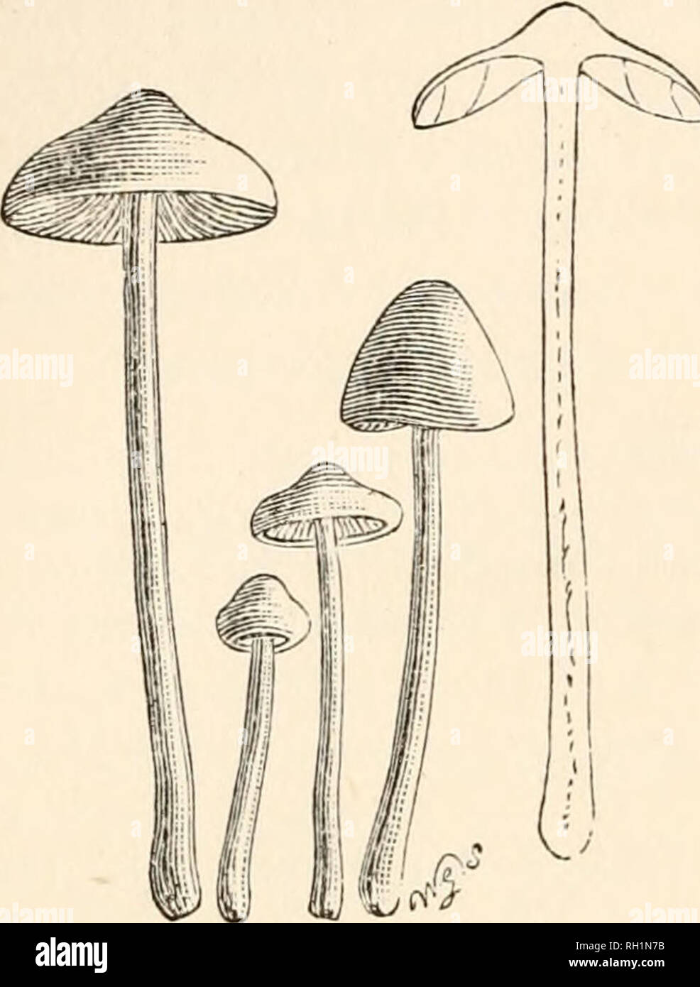 . British fungi (hymenomycetes). Basidiomycetes; Fungi -- Great Britain. 252 AGARICUS. Inocybe. Allied to A. sindonius. On the ground. Street, Somerset, 1871. Oct. Name— after J. A. Clark. B. &amp; Br. n. 1345. C. Illust. PL 429. B. 561. A. geophyllus Sow. — Pileus 12 mm. (% in.) and more high and broad, normally while, somewhat fleshy, conical then expanded, umbonate, dry, becoming silky- even, then covered with longitudinal fibrils from the cuticle gaping open ; flesh white. Stem 5-7.5 cent. (2-3 in.) long, 2-4 more rarely 6 mm. (1-2, 3 lin.) thick, stuffed, slightly firm, equal, commonly te Stock Photo