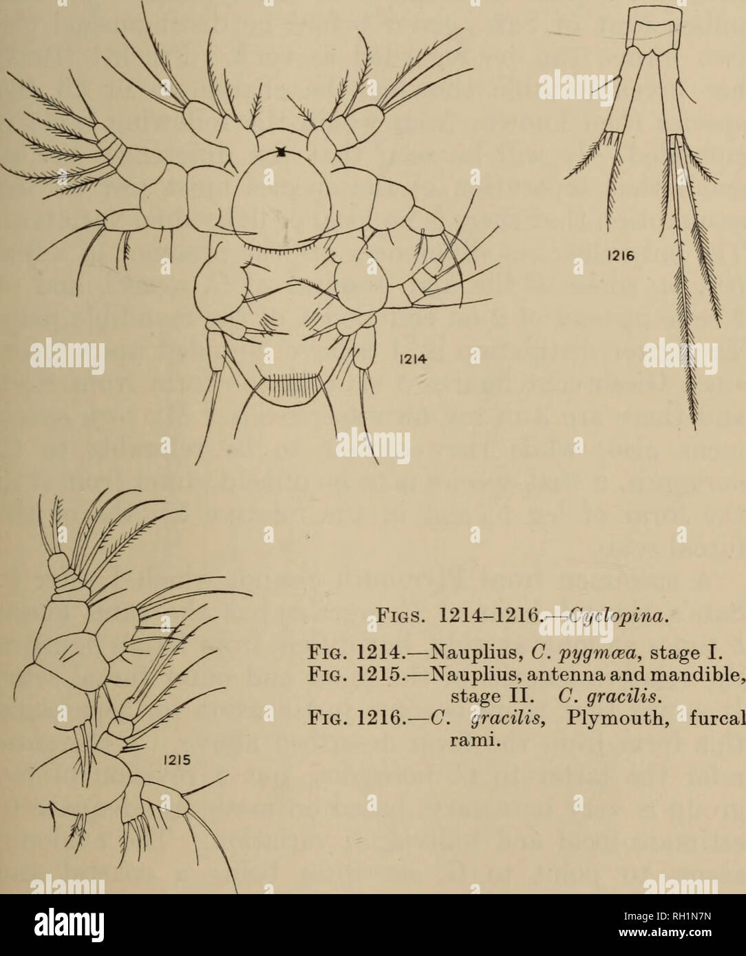 . British fresh-water Copepoda. --. Copepoda; Crustacea. CYCLOPINA NORVEGICA. 13 difficulty separable from C. gracilis. The status of these three species seems to be very obscure. Claus's original description is insufficient for the exact form to be identified. Brady's figures (1878) leave it. quite uncertain as to which form he was describing, while the detailed and excellent description of Gies- brecht (1882) seems to refer to C. norvegica. Brady's Cyclops salinus, which Sars regards as a synonym of. Please note that these images are extracted from scanned page images that may have been digi Stock Photo