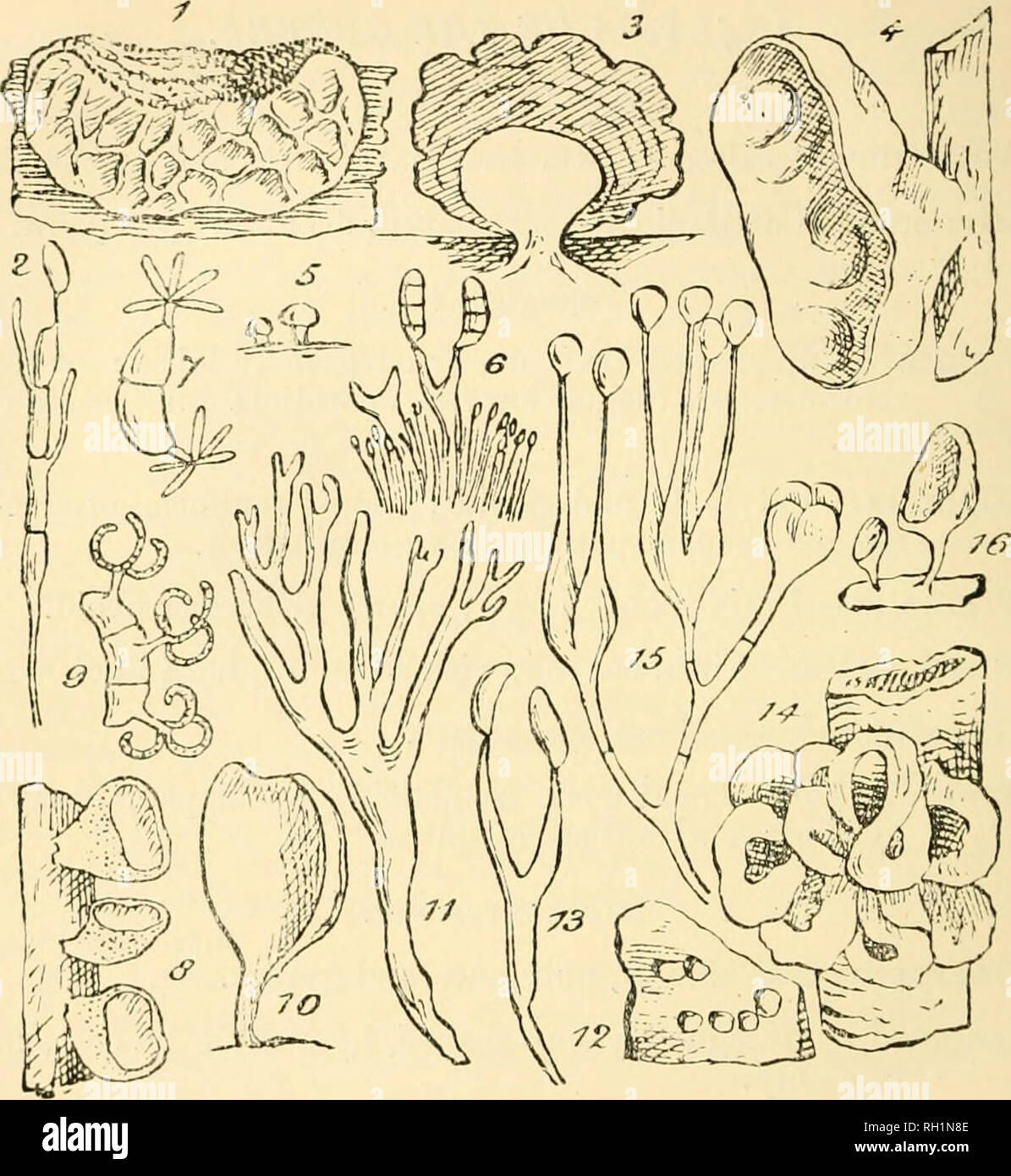 . British fungus-flora. A classified text-book of mycology. Fungi -- Great Britain. 56 FUNGUS-FLORA.. FIGUEES ILLUSTRATING THE TREMELLINEAE. Fig. 1, Aiiricidaria mesentcrica, a small specimen; nat. size;—Fig. 2, basidium and spore of same ; liighly mag.—Fig. 3, Nacmatelia encephala, section of, showing the central nucleus; nat. size;^-Fig. 4, Uirneola anricula-judae, small specimen ; nat. size ;—Fig. 5. Dacryopsin nuda; nat. size;—Fig. G, portion of head of same, showing the densely fasciculate conidiophores with conidia, also basidia bearing three septata basidia sjjores; higldy mag.;—Fig. 7, Stock Photo