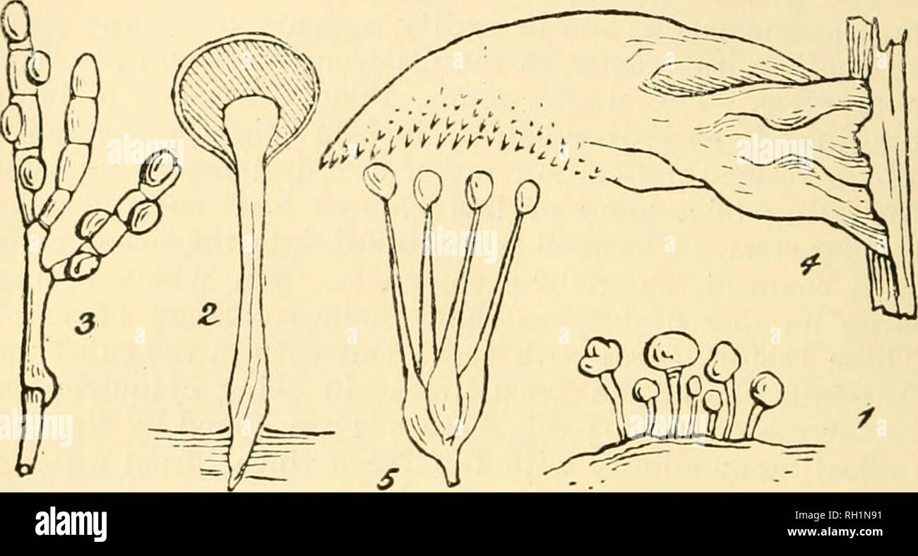 . British fungus-flora. A classified text-book of mycology. Fungi -- Great Britain. 48 rUNGUS-FLOKA. iimbilicate, sessile, j)roduced laterally, one on eacli of the cells of a basidium, Pilacre, Fries, Syst, Orb. Veg. 1, p. 3G4; Brefeld, Unter- sucli. vii. Heft., p. 27.. FIGURES ILLUSTRATING THE PILACREAE, ALSO THE TREMELLINEAE IN PART. Fig. 1, Pilacre Petersii, natural size;—Fig. 2, section of same, mag.;— Fig. 8, cluster of transversely septate basidia of same, bearing lateral spores ; highly|mag.;—Fig. 4, Tremellodon gelatinosum, a small specimen; nat. size;—Fig. 5, basidium of same, -with t Stock Photo