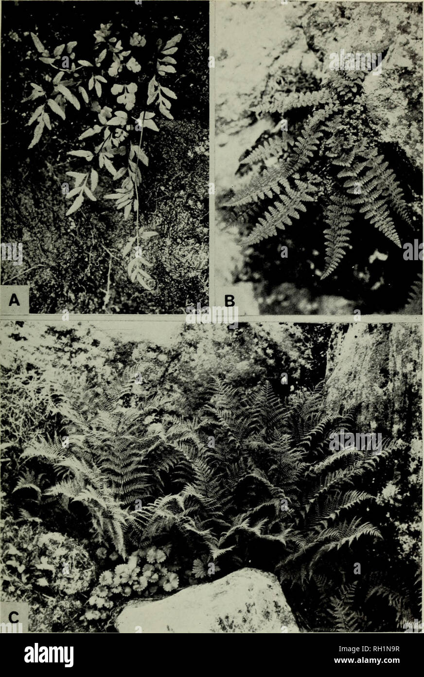 . The British fern gazette. Ferns. RIT. FERNGAZ. 10(3) 1970 PLATE XIII. PLATE XIII—Some ferns of the alpine region. A: Cryptogramma stelleri. Yatsugatake, Nagano prefecture, Honshu, c. one-third natural size. B: Dryopteris fragrans var. remotiuscula. Yatsugatake, Nagano prefecture, Honshu. Mt Shirouma, Nagano prefecture, Honshu, by Prof. H. Takeda. facing page 134 c. one-quarter natural size, c. one-twelfth natural size. C: A thy Hum alpestre. All photographs taken. Please note that these images are extracted from scanned page images that may have been digitally enhanced for readability - colo Stock Photo