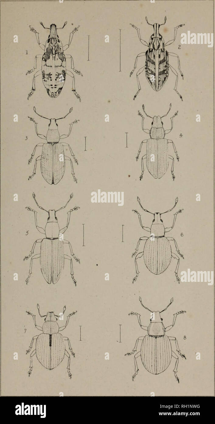 . The British Coleoptera delineated, consisting of figures of all the genera of British beetles. Beetles. PL 72. 1 BOTHYNODERES. 2 CLEONUS 3. POLY DRUSUS . 4. SITON A 5. TANYMECUS. 6. SCIAPHILUS 7 STROPHOSOMUS. 8. CNEORHINU5. Please note that these images are extracted from scanned page images that may have been digitally enhanced for readability - coloration and appearance of these illustrations may not perfectly resemble the original work.. Shuckard, William Edward, 1802-1868; Spry, W. , illus. London, W. Crofts Stock Photo