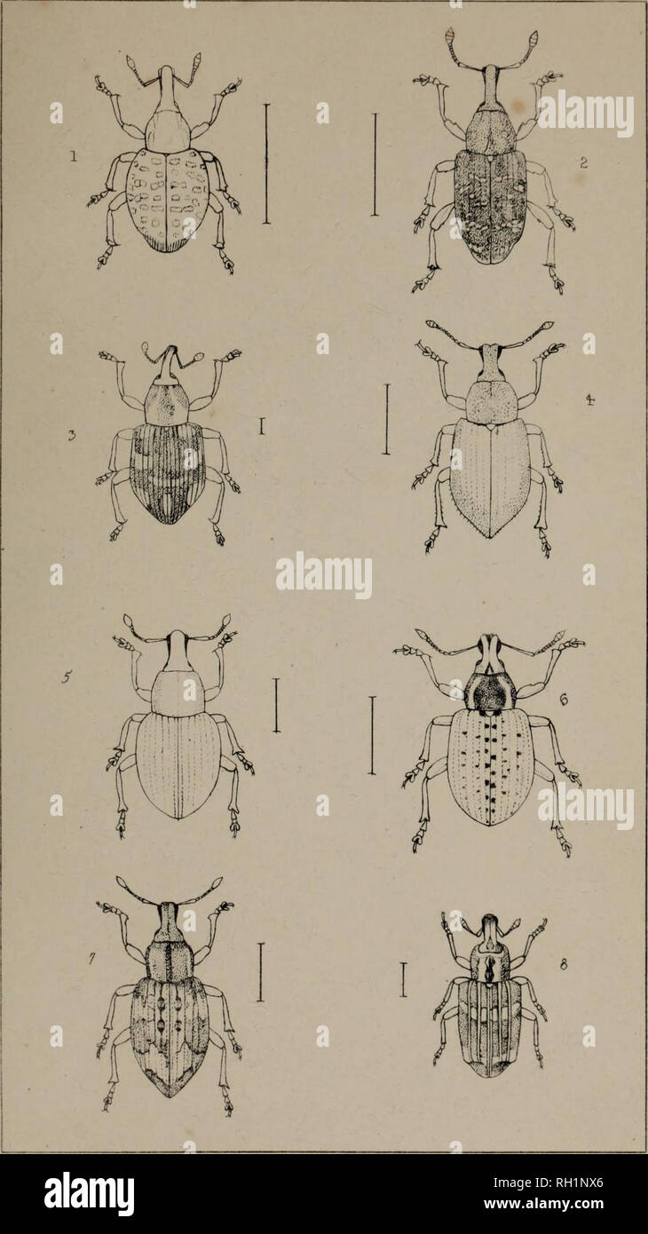 . The British Coleoptera delineated, consisting of figures of all the genera of British beetles. Beetles. PI. 71.. i MOLYTLS 2 HYLOBIU5, 3 TANY5PHYRUS. 4- MERIONVS 5. BAP.YNOTUS 6. LIOPHL/LU5 7 ALOPHUS. 8, GRONOPS.. Please note that these images are extracted from scanned page images that may have been digitally enhanced for readability - coloration and appearance of these illustrations may not perfectly resemble the original work.. Shuckard, William Edward, 1802-1868; Spry, W. , illus. London, W. Crofts Stock Photo