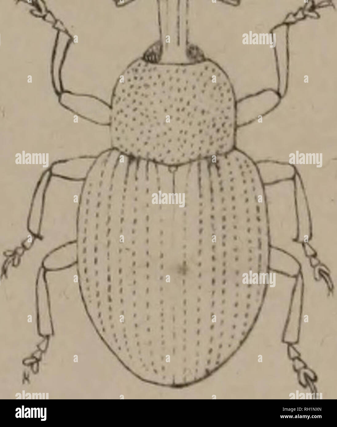 . The British Coleoptera delineated, consisting of figures of all the genera of British beetles. Beetles. 1. OMIAS 2. TPACHYPHL/EAS. 3. PHYLL0B1US. 4-, NEMOICUS. 5. PRO CAS 6. PHYTONOMU5. 7. PLINTHU5. 8. LPIOSOMA.. Please note that these images are extracted from scanned page images that may have been digitally enhanced for readability - coloration and appearance of these illustrations may not perfectly resemble the original work.. Shuckard, William Edward, 1802-1868; Spry, W. , illus. London, W. Crofts Stock Photo