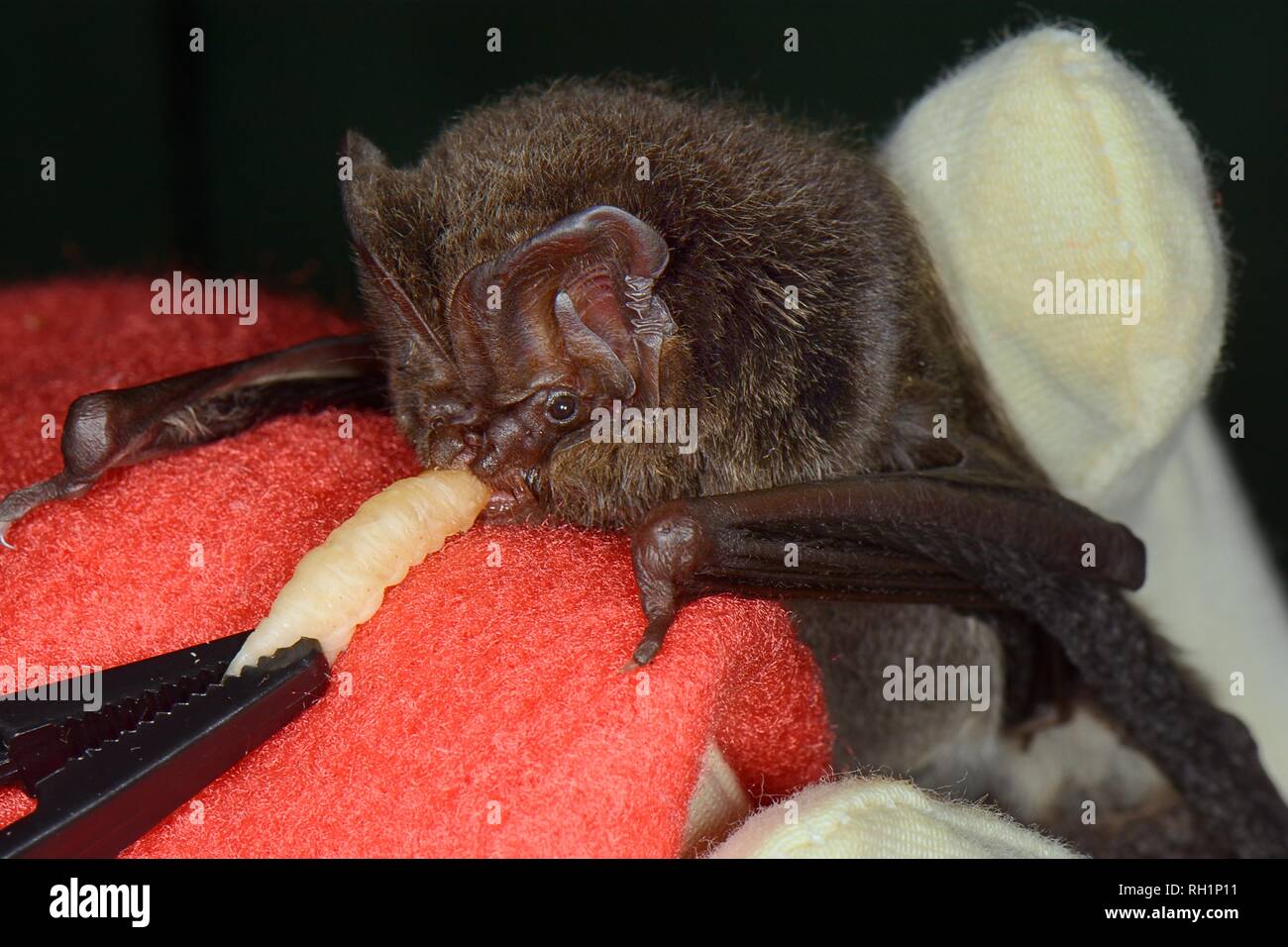 Juvenile Barbastelle bat (Barbastella barbastellus) found weak and unable to fly, being offered a Waxworm at the bat rescue centre, Barnstaple, UK Stock Photo