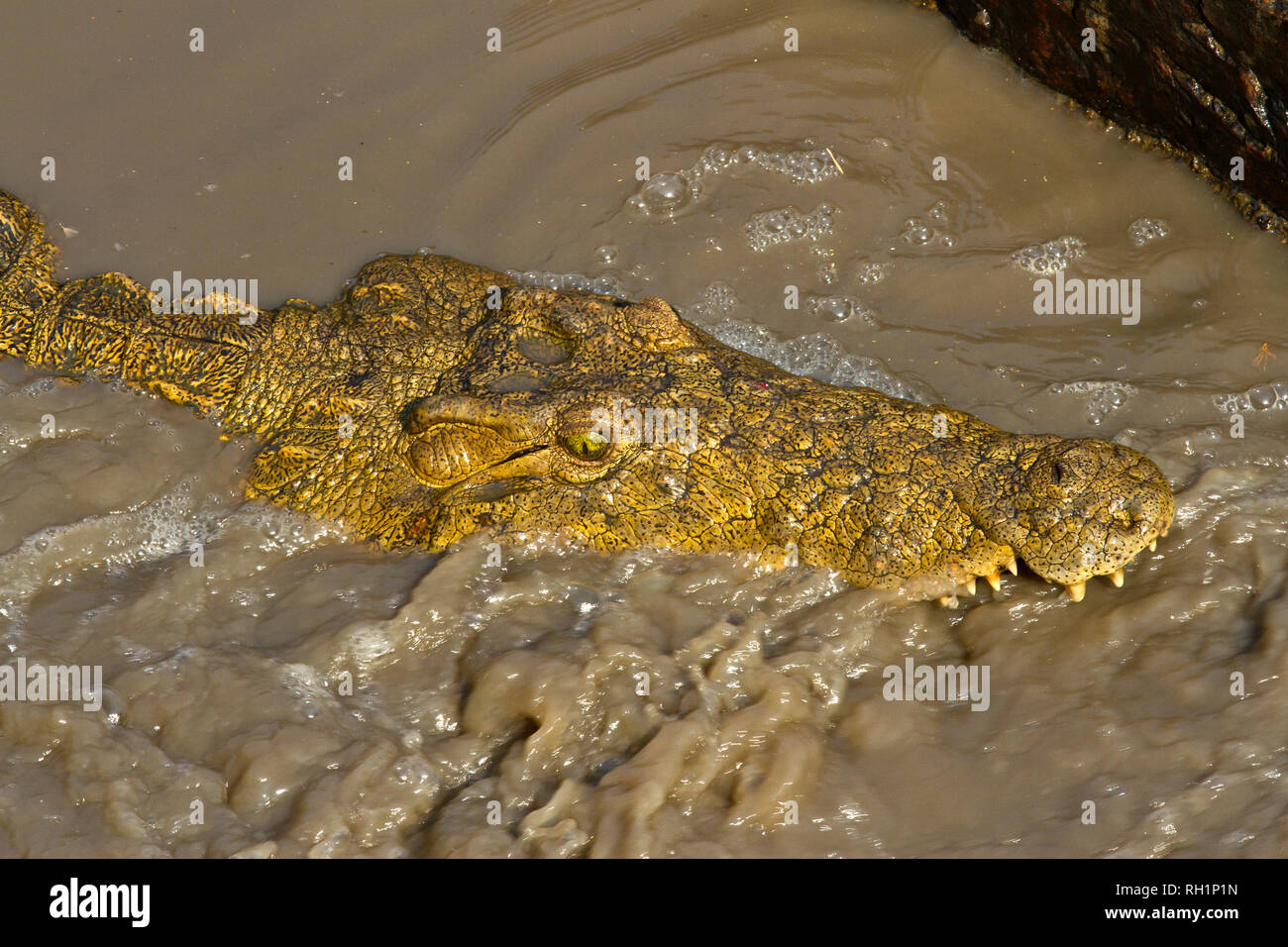 A crocodile takes up position by the bridge structure on the Katuma River where the channel forces fish to swim by his waiting jaws. Sensory pits on h Stock Photo