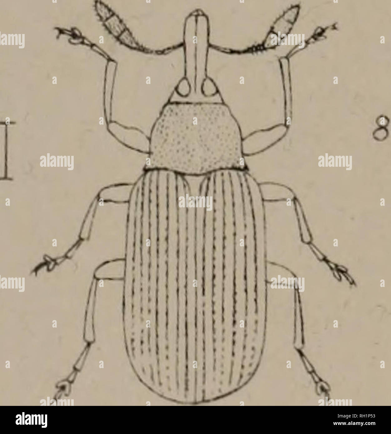. The British Coleoptera delineated, consisting of figures of all the genera of British beetles. Beetles. ! ANTH0NOMU5 2. ELLE5CU5. 3. HYDRONGMUS 4-. ORYPIDIU5. 5. ERIRHihUS. 6 DOR#TOM US. 7. NOTARIS. 8 THAMNOPHILUS.. Please note that these images are extracted from scanned page images that may have been digitally enhanced for readability - coloration and appearance of these illustrations may not perfectly resemble the original work.. Shuckard, William Edward, 1802-1868; Spry, W. , illus. London, W. Crofts Stock Photo