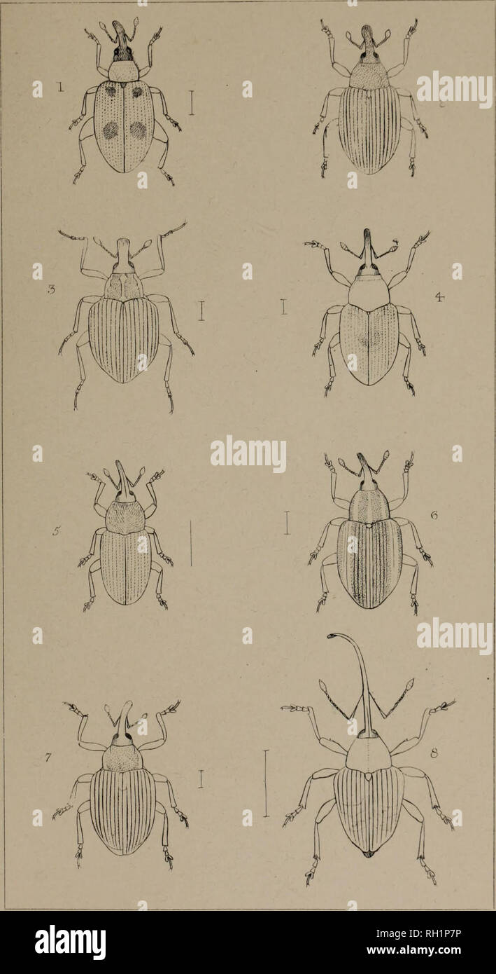 . The British Coleoptera delineated, consisting of figures of all the genera of British beetles. Beetles. 71. *&gt;7.. 1 ORCHESTES . 2 4NOPLUS. 3. PACHYRHINUS, 4 51 BY IS E5. 6 M1CCOTRCGU5. &lt;b TYCHIU5 7 AM ALUS. 6 BALAN1NUS. Please note that these images are extracted from scanned page images that may have been digitally enhanced for readability - coloration and appearance of these illustrations may not perfectly resemble the original work.. Shuckard, William Edward, 1802-1868; Spry, W. , illus. London, W. Crofts Stock Photo