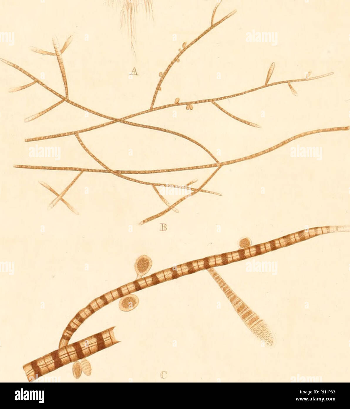 Confervae hi-res stock photography and images - Alamy