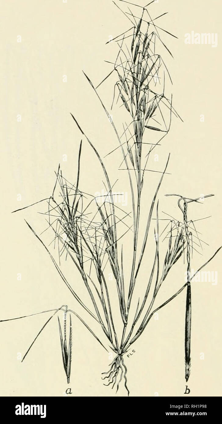 . Bulletin. Gramineae -- United States; Forage plants -- United States. 106. Fig. 88. Aristida tuberculosa Nutt. Long-awned Poverty- grass.—A rigid, iiiuch-l&gt;raiicbed perennial 3 to 4.5 dm. high, with nearly simple panicles 10 to 18 cm. long. The widely spread- ing, nearly equal awns 3 to 4 em. long.—Dry, sandy soil, near the coast, Massachusetts to Mississippi; also in Illinois, Wisconsin, and Minnesota. August-October.. Please note that these images are extracted from scanned page images that may have been digitally enhanced for readability - coloration and appearance of these illustratio Stock Photo