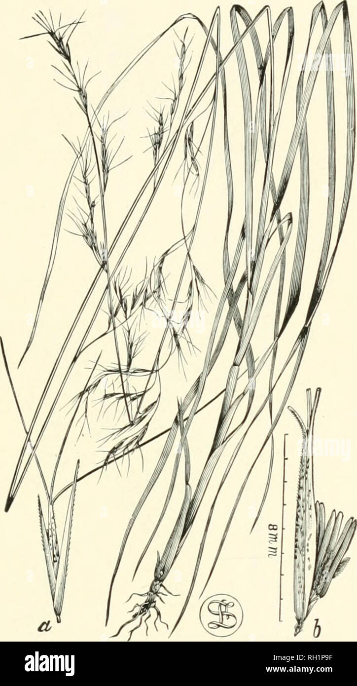 . Bulletin. Gramineae -- United States; Forage plants -- United States. 105. Fig. 87. Aristida gossypina Bosc (A. lanata Poir.)- Wooly Poverty-grass.—A rather stout perennial, witli simple stems 6 to 12 dm. high, and narrow ])anicles 30 to 60 cm. long. Lower sheaths usually wooly.—Dry pine barrens, mostly near the coast, Delaware to Texas and Indian Territory. September-November.. Please note that these images are extracted from scanned page images that may have been digitally enhanced for readability - coloration and appearance of these illustrations may not perfectly resemble the original wo Stock Photo