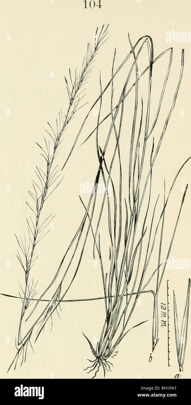 . Bulletin. Gramineae -- United States; Forage plants -- United States. Fig. 86. Aristida palustris (Chapni.) Vasey (J. virfjata jJahis- /Â»â¢(â Â« Cbapin. )â¢ Swamp Povkrty-grass.âAn iiprigbt, rigid peren- nial 6 to 15 dm. higli, with long, narrow leaves, and slender, interrupted, spicate iianiclcs 30 to 70 cm. long.âMoist jdaces near the coast in the pine barrens, South Carolina to Texas. [Cuba.] August-October.. Please note that these images are extracted from scanned page images that may have been digitally enhanced for readability - coloration and appearance of these illustrations may not Stock Photo