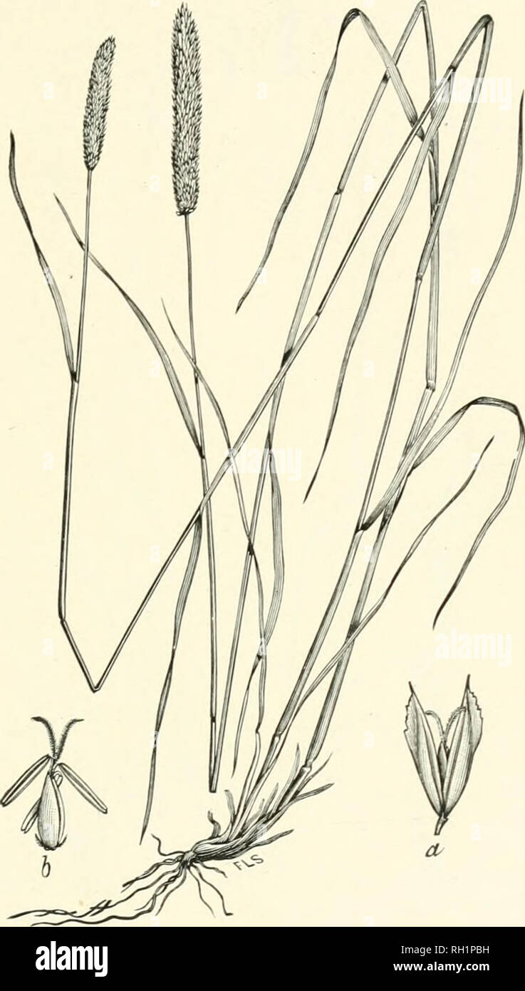 . Bulletin. Gramineae -- United States; Forage plants -- United States. 99. Fk;. 81. Phalaris angusta Nees (P. intermedia artgiista Chapm.). Califokma Timothy.—A stout grass 6 to 14 dm. high, with nar- row, densely flowered, spike-like panicles 6 to 12 cm. long.—In wet places, South Carolina and Louisiana to southern California. [South America.] May. Cultivated to a limited extent in the Southern States.. Please note that these images are extracted from scanned page images that may have been digitally enhanced for readability - coloration and appearance of these illustrations may not perfectly Stock Photo