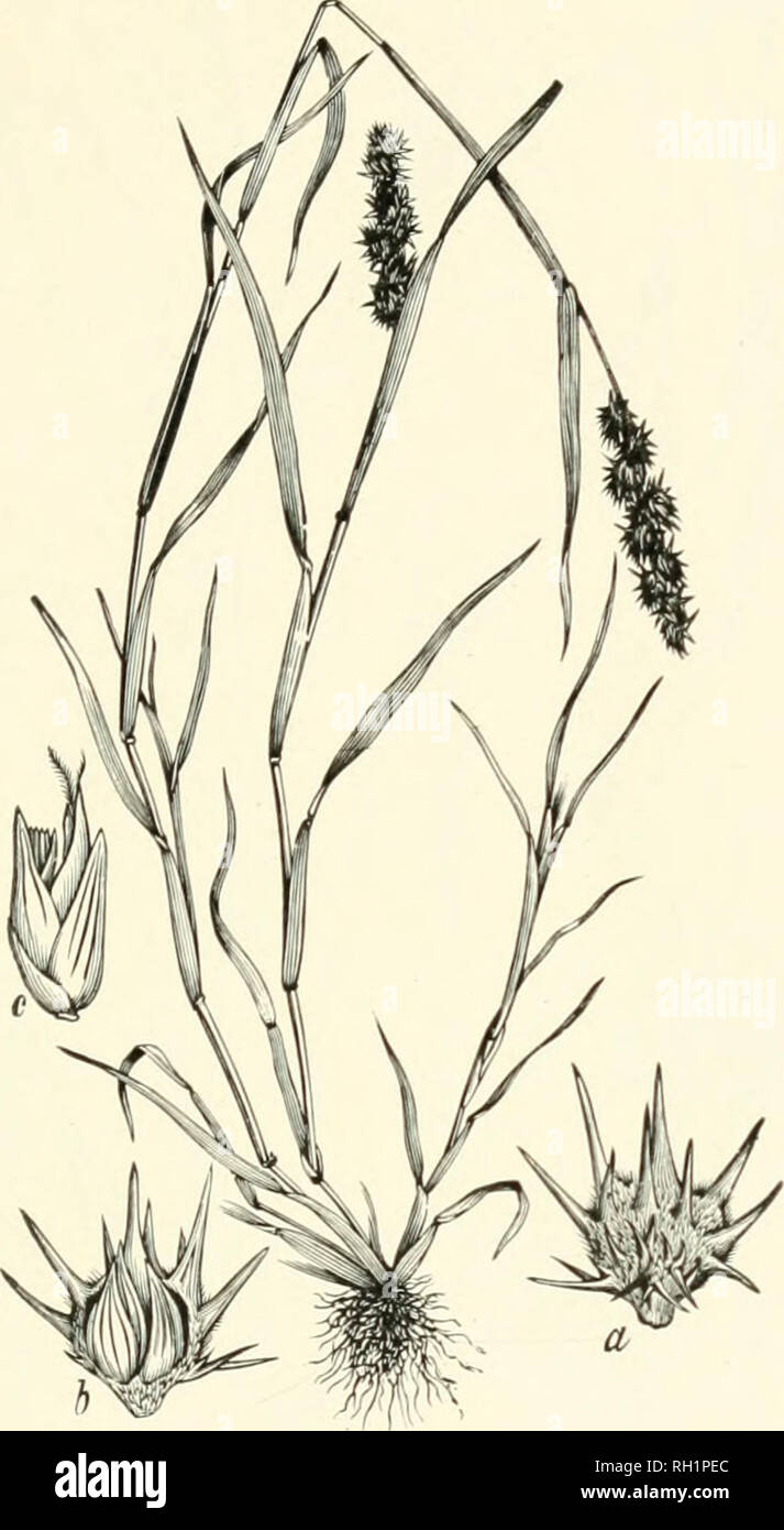 . Bulletin. Gramineae -- United States; Forage plants -- United States. 87. Fig. 69. Cenchrus tribuloides L. Sand Bru.—An annual, with spreading or ascending, much-branched, compressed culms usually about 3 dm. high, and terminal racemes, of 6 to 20 bur- like iuvohicres.—Sandy lields, waste ground, river banks, and sea beaches, Maine and Ontario to South Dakota and Colorado, south to Florida and southern California. [Mexico and South America.] June-October.. Please note that these images are extracted from scanned page images that may have been digitally enhanced for readability - coloration a Stock Photo