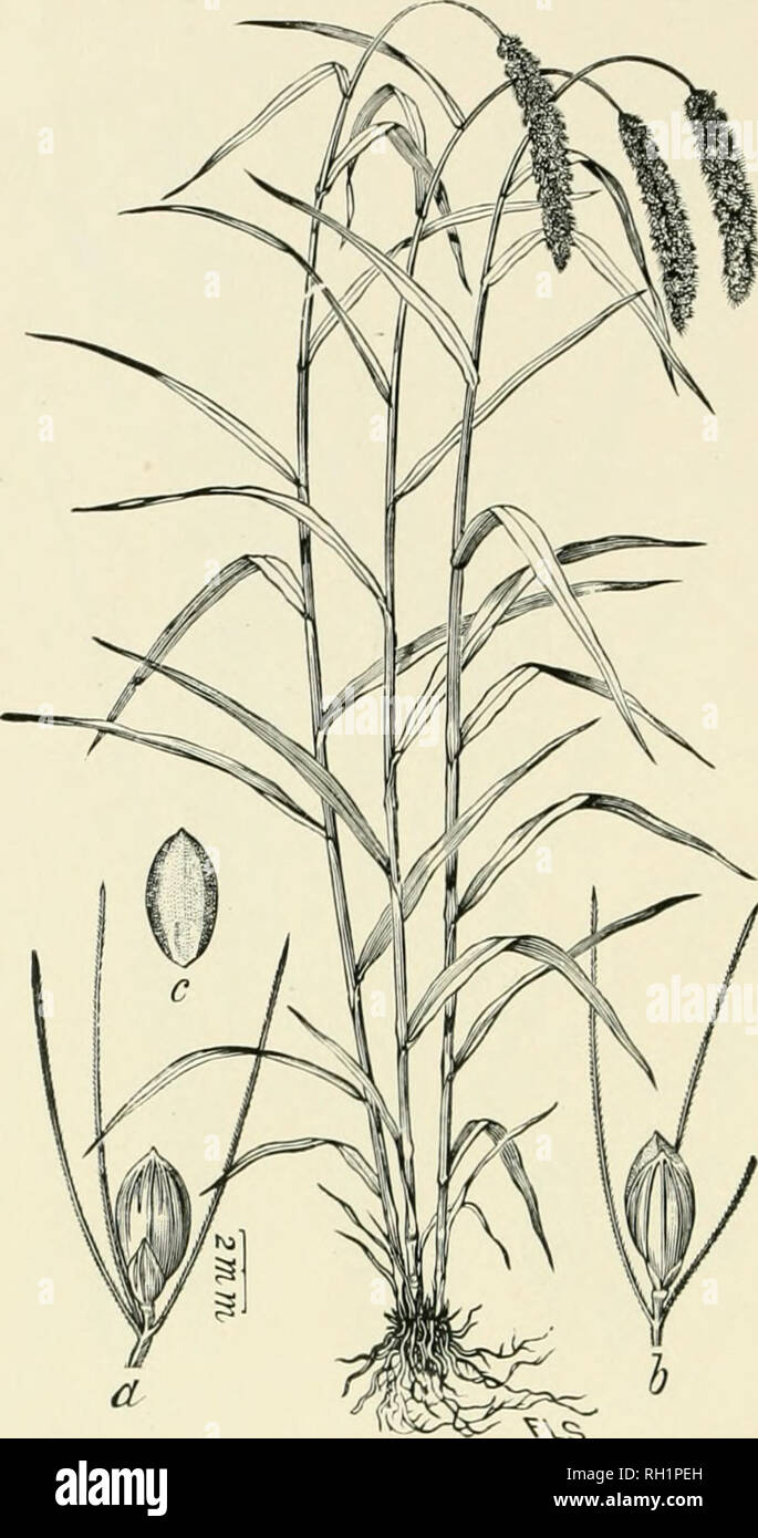 . Bulletin. Gramineae -- United States; Forage plants -- United States. 86. ^vs. Fig. 68. Cheetochloa italica (L.) Scril)n. (Setai-ia italica B«anv.). Italian Millet or HrNGARiAN-(iKA.ss.—A stout ami rai)i(lly growing leafy animal 10 to 24 dm. high, with large com- pound, nodding, bristly, and nearly cylindrical ])anicles 1?0 to 40 cm. long —In cultivated and wastti land, escajted from cultivation or adventivc here and there throughout the country. [Europe, Asia.] July, August.. Please note that these images are extracted from scanned page images that may have been digitally enhanced for reada Stock Photo