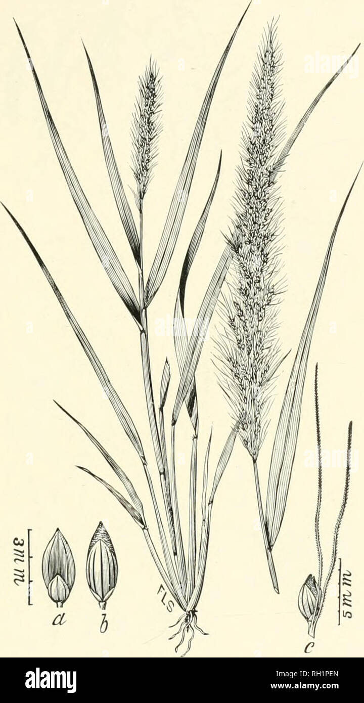 . Bulletin. Gramineae -- United States; Forage plants -- United States. 85. Fig. 67. Chaetochloa composita Scribu. {Setaria composita HBK.?). Branchixg Foxtail.—A stout perennial 6 to 12 ilm. high, with broad, flat leaves, and. branching, bristly panicles 10 to 25 cm. long. Spikelets 3 mm. long; second glume one-third shorter than the fourth. (No. 3617, A. H. Curtiss.)— Shell islands and keys, sometimes in old pineapple fields, southern Florida. [West Indies.] July-October.. Please note that these images are extracted from scanned page images that may have been digitally enhanced for readabili Stock Photo