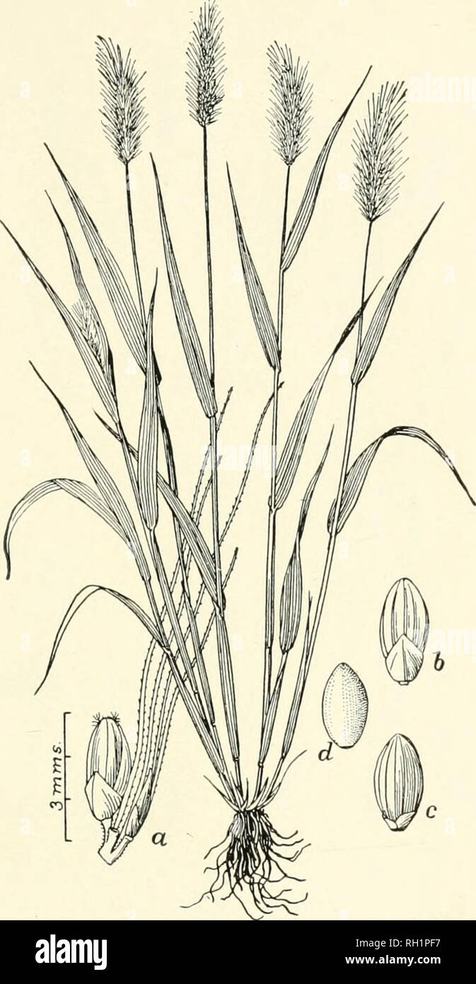 . Bulletin. Gramineae -- United States; Forage plants -- United States. 83. Fig. 65. Chaetochloa viridis (L.) Scribn. (Panicum rirUle L.. Setarid viridis Beauv.). Greex Foxtail.—A brauching, leafy aunual 3 to 6 dm. bigb, with bristly, densely many-flowered, spike-like panicles 5 to 10 cm. long. Bristles usuallj^ green and spikelets smaller tban in Yellow Foxtail (Clurtochloa (jlanca).—A weed in cultivated and waste grounds; naturalized from Europe. June-October.. Please note that these images are extracted from scanned page images that may have been digitally enhanced for readability - colorat Stock Photo