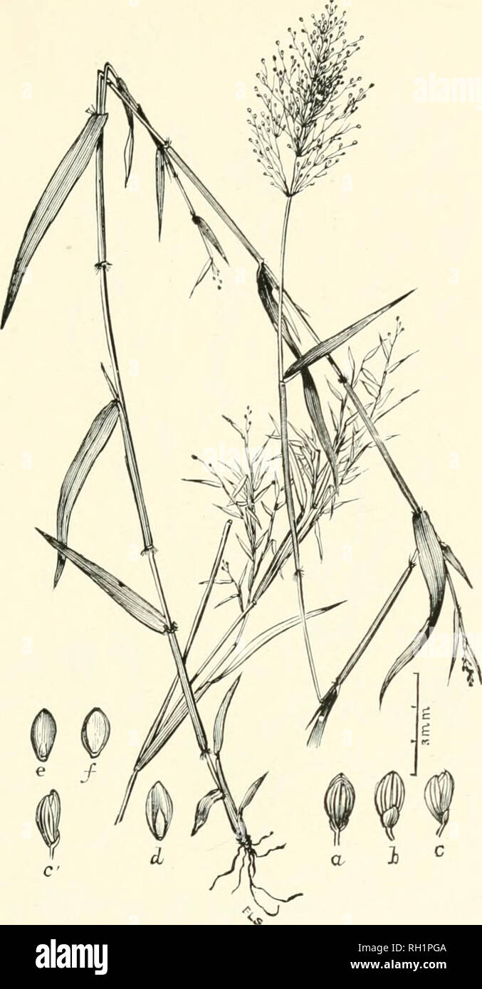 . Bulletin. Gramineae -- United States; Forage plants -- United States. 77. Fig. 59. Panicum barbulatum Michx. Bearded-joint.— Cnlius 3 to 9 dm. liiffh, linally niiich-liiaiicbed, slender, smooth, except tbe nodes, which arc conspicuously barbed with redexed, white hairs, panicle ovate-pyramidal, spikelets numerous, small.— Bogs, wet meadows, and low woodlands, southern New York to Illinois, Florida, and New Mexico.. Please note that these images are extracted from scanned page images that may have been digitally enhanced for readability - coloration and appearance of these illustrations may n Stock Photo