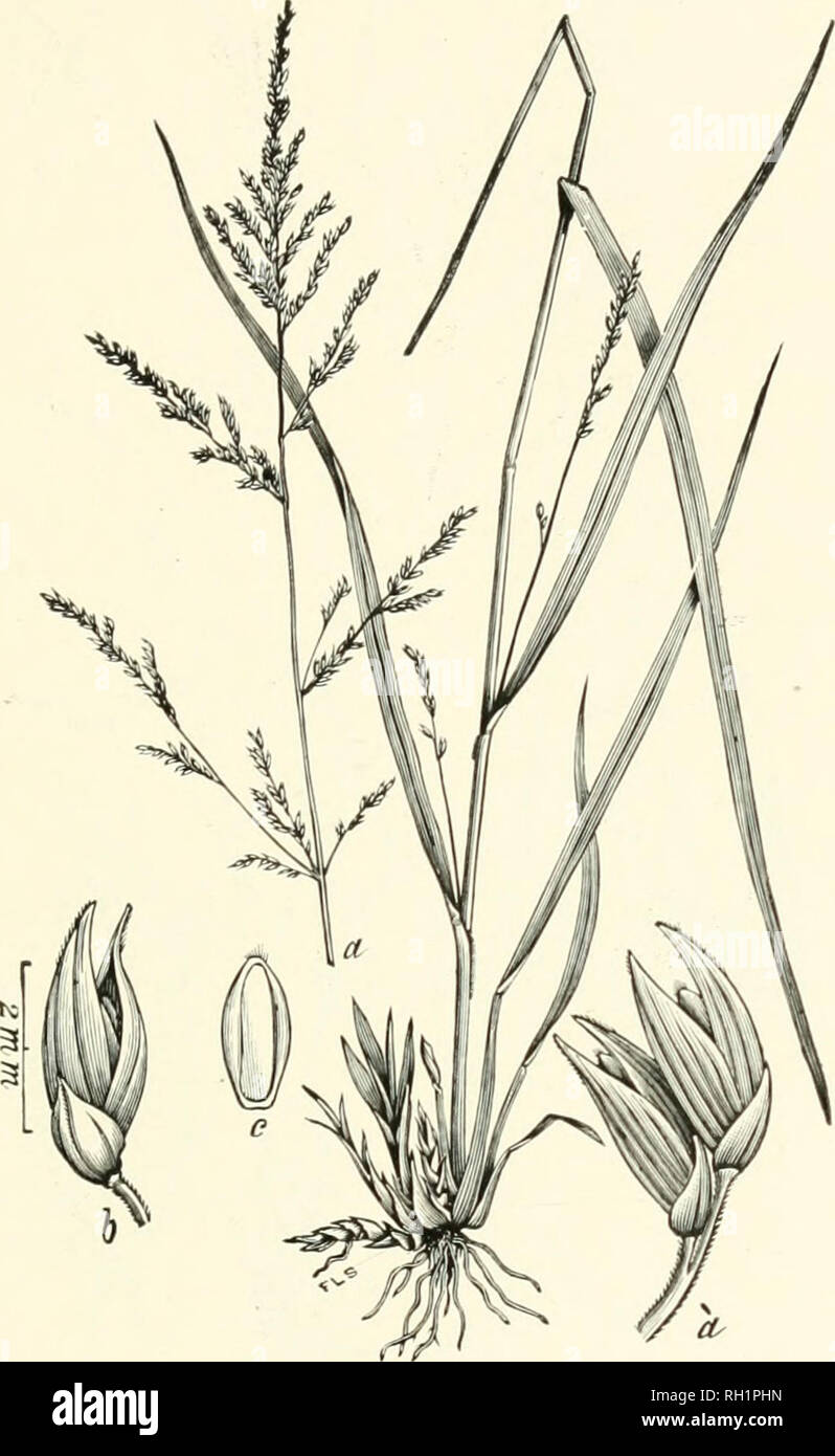 . Bulletin. Gramineae -- United States; Forage plants -- United States. 71. Fig. 53. Panicum anceps Michx. Flat-stemmed Panic.— A rather stout perennial, with flattened stems 6 to 12 dm. high, long leaves, smooth or pilose sheaths, spreading panicles and pointed spikelets.—Low woods and thickets, marshes and banks of streams, Pennsylvania to Illinois, Missouri, Indian Territory, Texas, and Florida. .July-October.. Please note that these images are extracted from scanned page images that may have been digitally enhanced for readability - coloration and appearance of these illustrations may not  Stock Photo