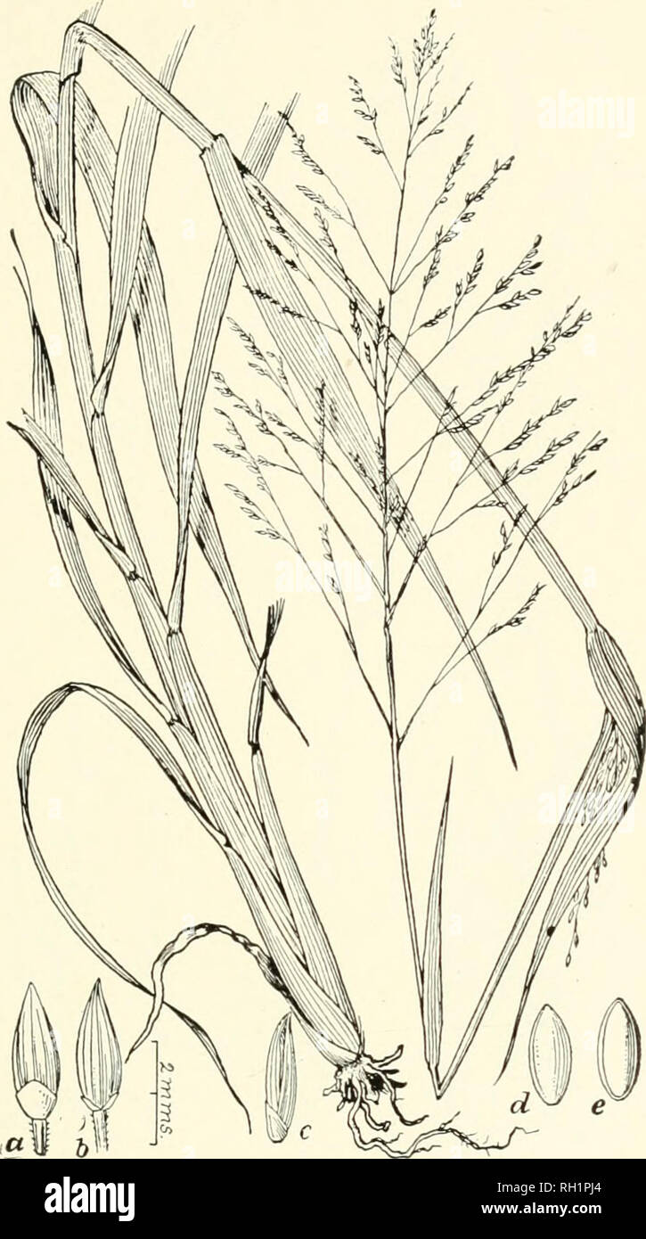. Bulletin. Gramineae -- United States; Forage plants -- United States. 69. Fig. 51. Panicum prollferum Lam. Sprouting Crah-grass.— A smooth and usually much-branched, uative annual, with rather loarse, spreadinji, or ascending stems 6 to 18 dm. long, flat leaves and diffuse terminal and lateral panicles.—Low ground, ditches, etc., Maine to Illinois and Nebraska, south to Florida and Texas. [Cuba]. March-October.. Please note that these images are extracted from scanned page images that may have been digitally enhanced for readability - coloration and appearance of these illustrations may not  Stock Photo