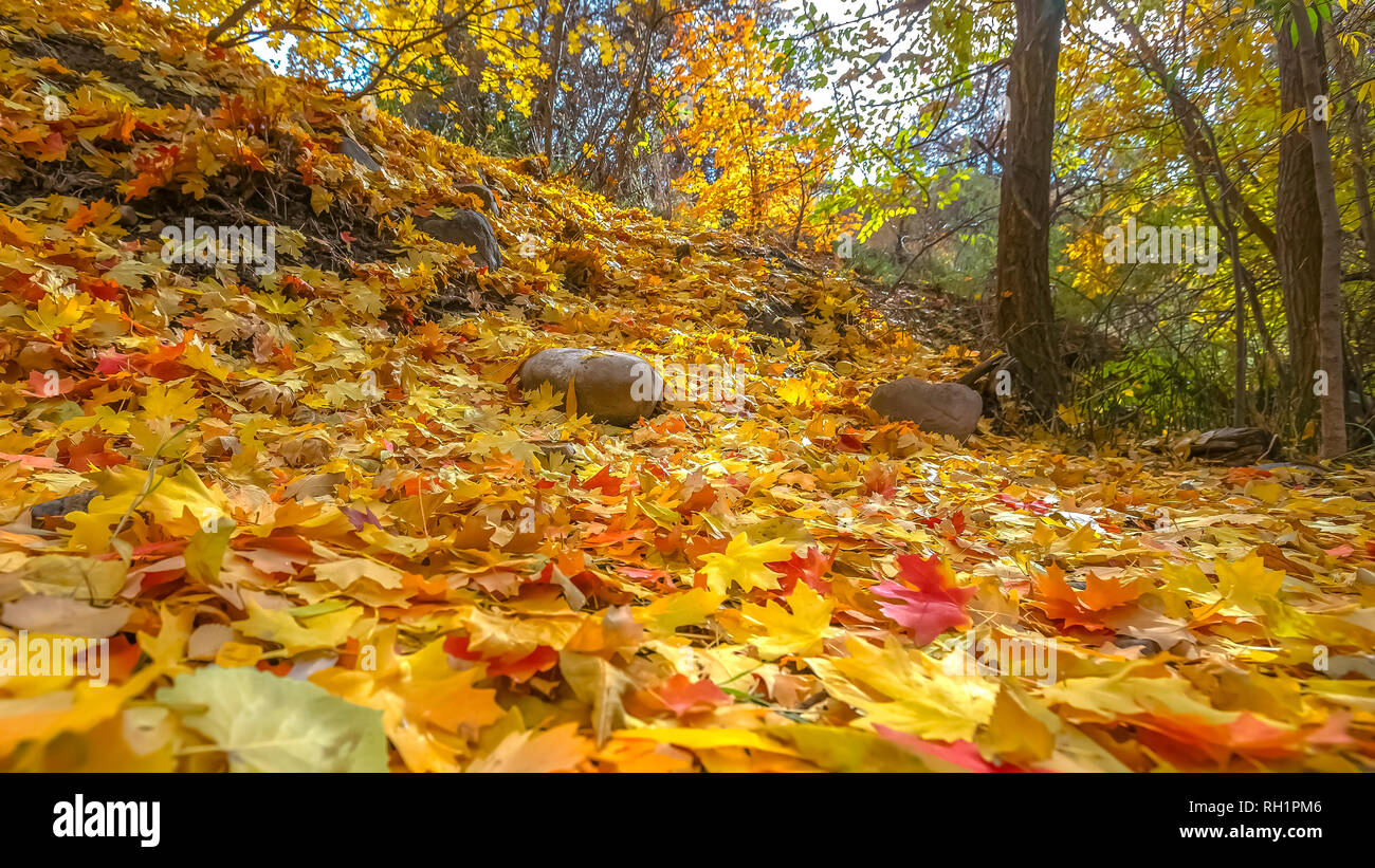 Ground covered by yellow leaves hi-res stock photography and images - Alamy