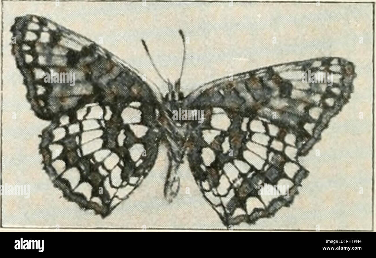 . Bulletin. Natural history; Natural history -- Montana. Fig. GO. Lemonias nubigena, from Colorado. WHITNEY'S CHECKER-SPOT. Lemonias whitneyi, Behr. Figs. 61 and 62.. Fig. G2. Lemonias whitneyi, Fig. CI. Lemonias whitneyi. under side. Butterfly—Fulvous upon the upper side. Prominent yellow bands on under side of hind wings. The yellow is more prominent in the male than in the female. Expanse male, 1.50 inches, 38 mm.; female 1.70 inches, 44 mm. Early Stages—Altogether unknown. Distribution—It ranges from California into Nevada, north to Mon- tana. Taken at Sinyaleamin lake in the Mission Mount Stock Photo