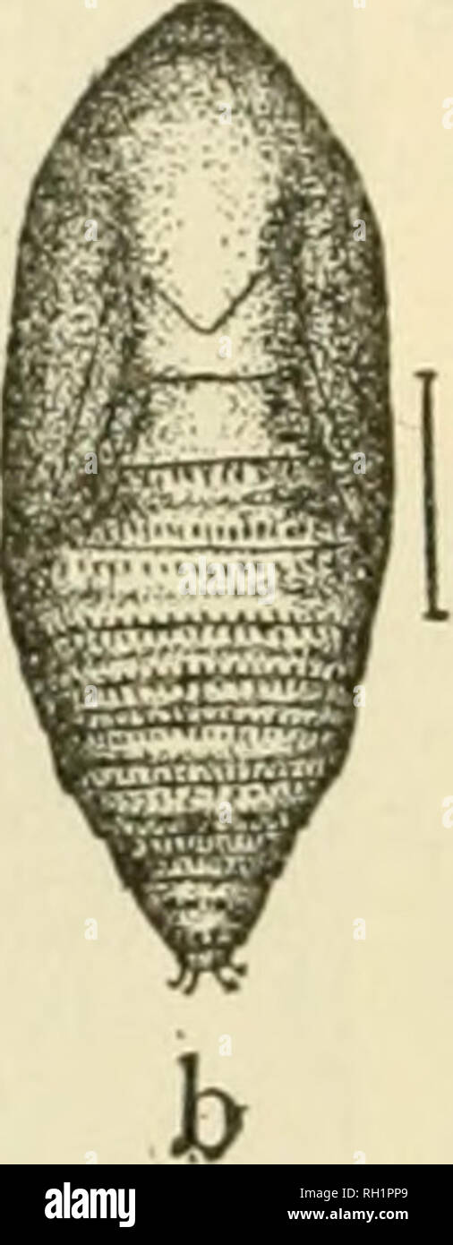 Page 2 Pupa In Front Of High Resolution Stock Photography And Images Alamy