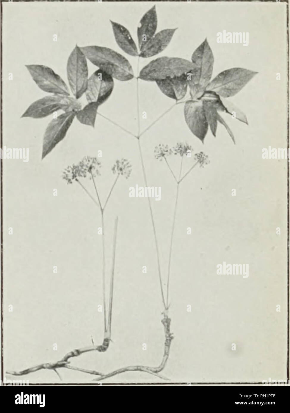 . Bulletin. Agriculture. Fig. 1.—Indian-Physic ' Porteranthus TRIFOLIATUSi. Fig. 2.—Wild Sarsaparilla ' Aralia nudicaulis&gt;.. Please note that these images are extracted from scanned page images that may have been digitally enhanced for readability - coloration and appearance of these illustrations may not perfectly resemble the original work.. United States. Bureau of Plant Industry. Washington : G. P. O. Stock Photo