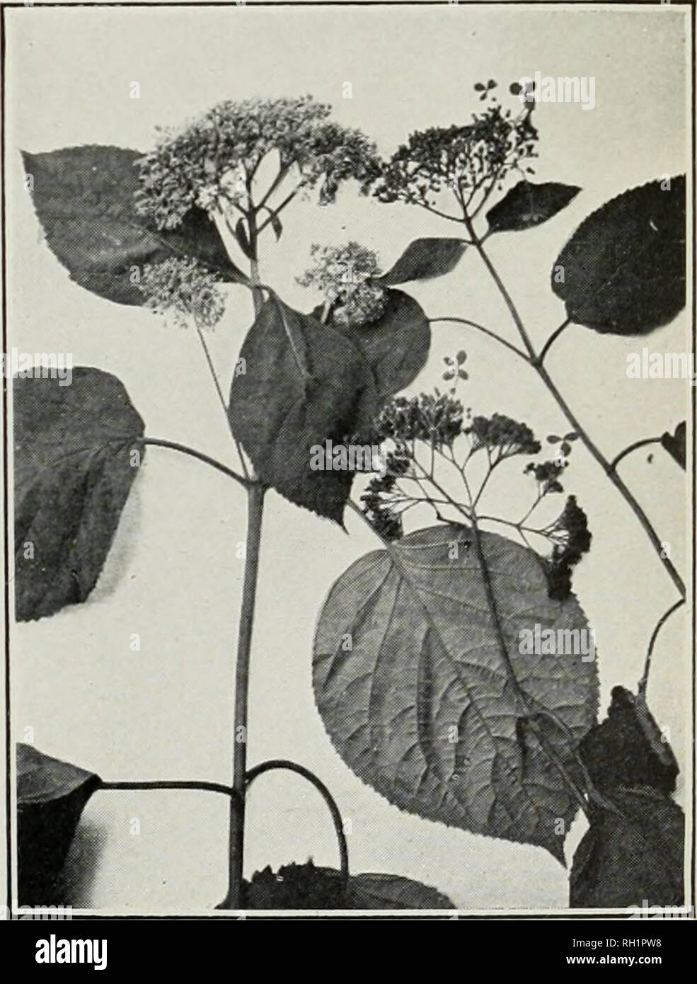 . Bulletin. Agriculture. Fig. 3.—Canada Moonseed iMeni- spermum canadensei. Fig. 4.—Hydrangea 'Hydrangea ARBORESCENSi.. Please note that these images are extracted from scanned page images that may have been digitally enhanced for readability - coloration and appearance of these illustrations may not perfectly resemble the original work.. United States. Bureau of Plant Industry. Washington : G. P. O. Stock Photo