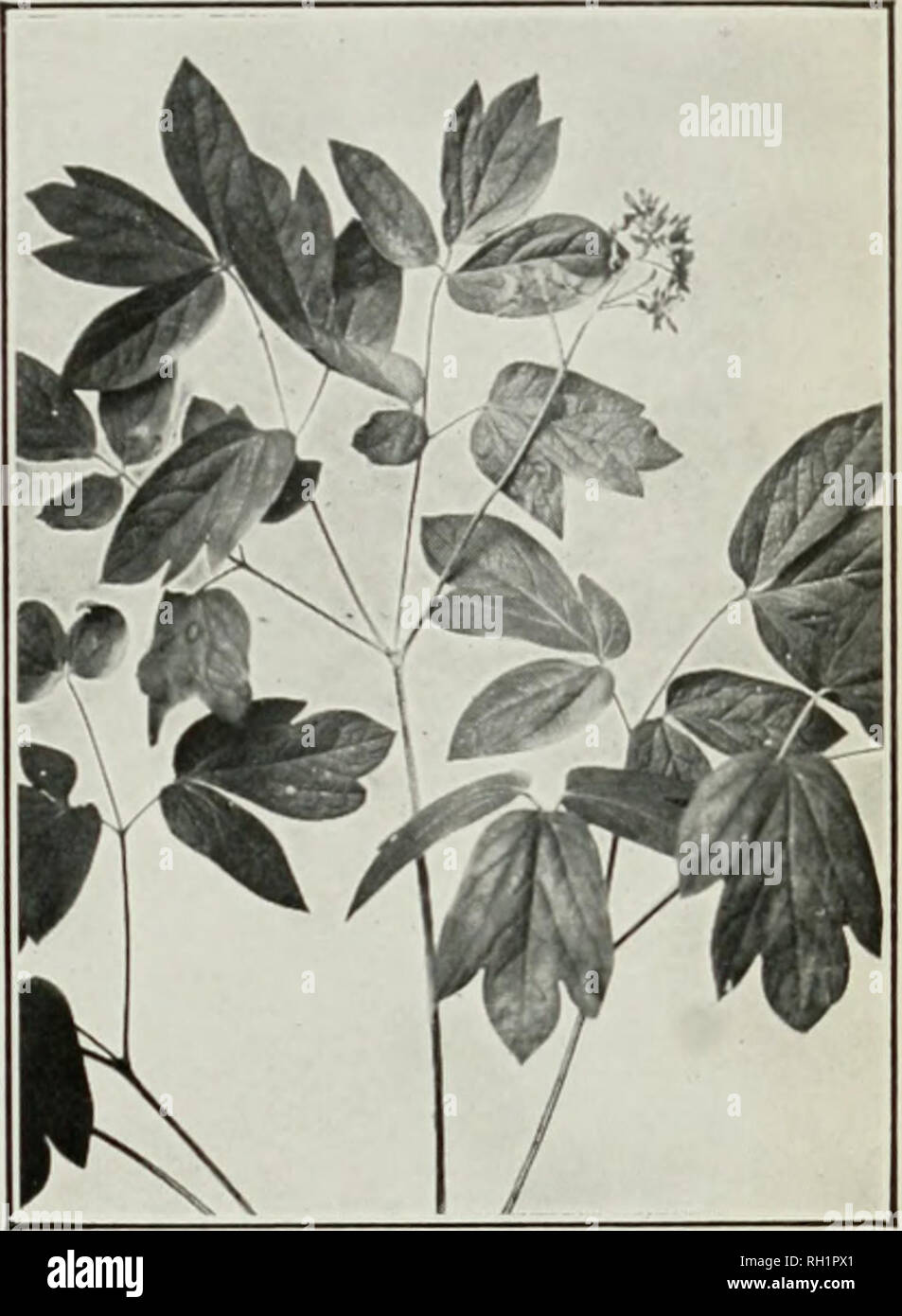 . Bulletin. Agriculture. Bui. 107, Bureau of Plant Industry, U. S, Dept. of Agriculture. Plate IV. 5 I ^^^^^^^Ihgl^ ^i?&lt; 3^1 i^ M 1* ^^ i  â¢ /'^vmShL''&quot; â &quot;-) â. Fig. 1.-Oregon Grape (Berberis aquifolium '. Fig. 2.âBlue Cohosh iCaulophyllum thalictroides'.. Please note that these images are extracted from scanned page images that may have been digitally enhanced for readability - coloration and appearance of these illustrations may not perfectly resemble the original work.. United States. Bureau of Plant Industry. Washington : G. P. O. Stock Photo