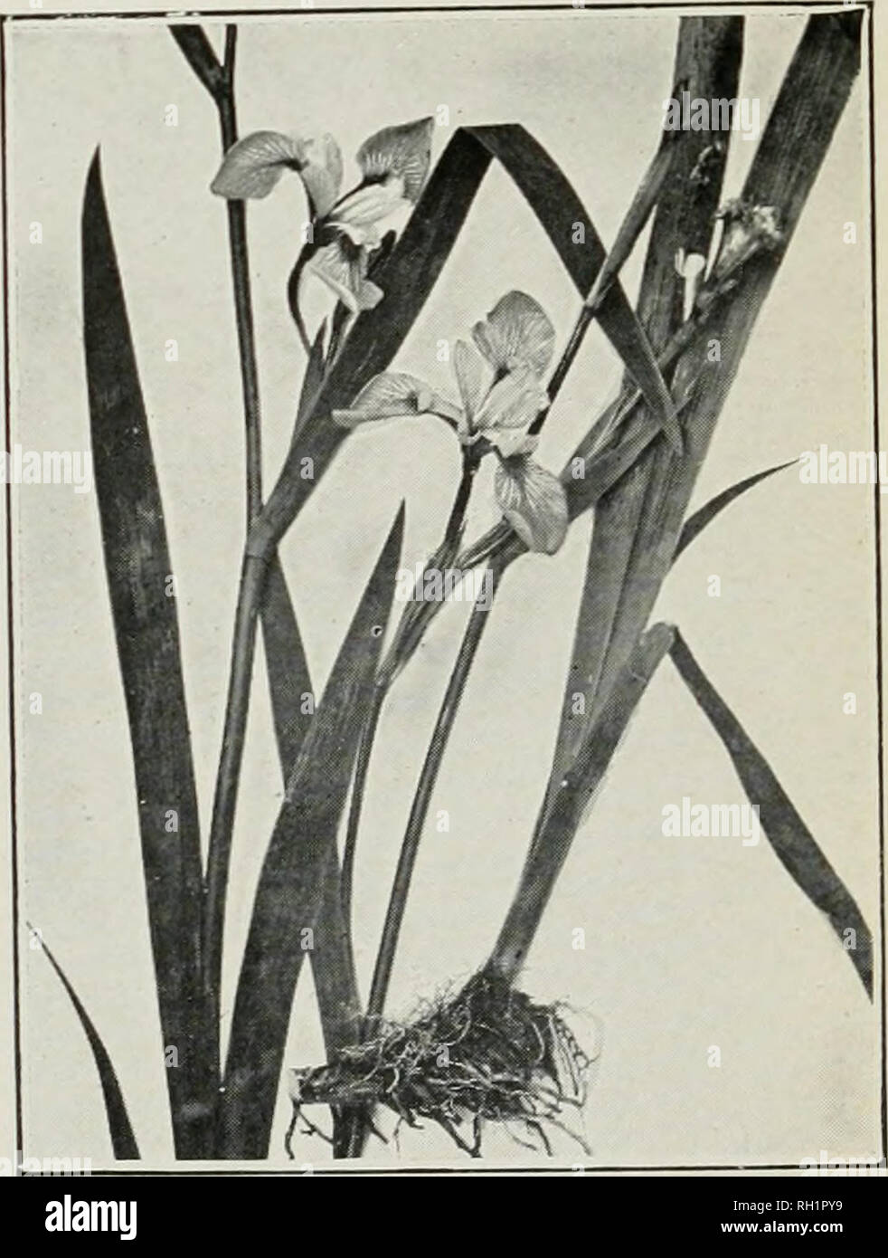 . Bulletin. Agriculture. Fig. 3.—Wild Yam (Dioscorea villosa). Fig. 4.-Blue Flag Mris versicolor'.. Please note that these images are extracted from scanned page images that may have been digitally enhanced for readability - coloration and appearance of these illustrations may not perfectly resemble the original work.. United States. Bureau of Plant Industry. Washington : G. P. O. Stock Photo