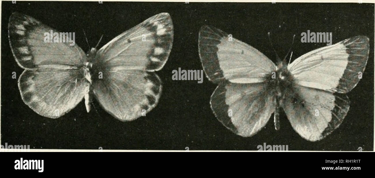 Bulletin Natural History Natural History Montana Butterflies