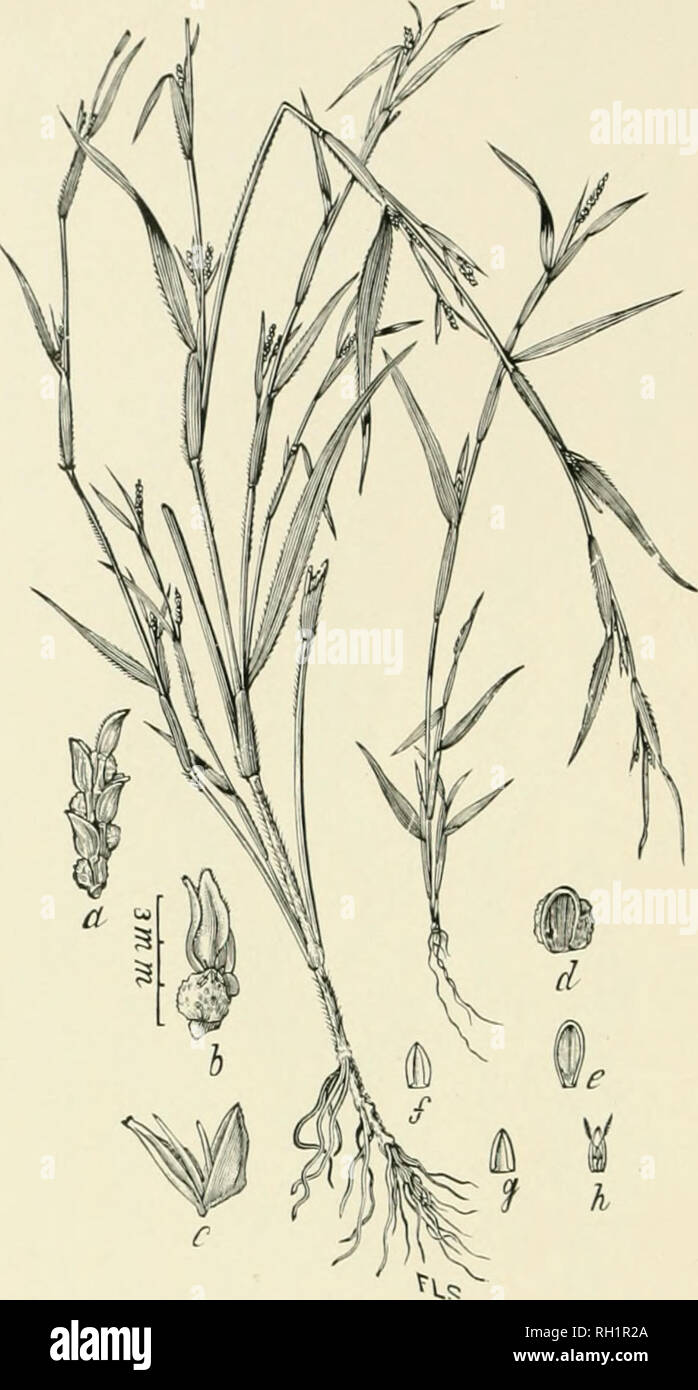 . Bulletin. Gramineae -- United States; Forage plants -- United States. 24. Fig. 6. Hackelochloa gramilaiis (Sw.) Kuiitze (Manisuris graniilaris 8v.; Candiriin (jranuUu-is Linu.); Beal,Grasses N. Am., 2 : 33. LlZARD-TAiL-(;RA.ss.—A much-branched, leal'y annual, 3 to 12 dm. high, with nnmerons slender spikes in irregular, leafy panicles.—A Aveed iu all tropica! countries, extending northward into the warmer parts of the .Southern and .Southwestern States.. Please note that these images are extracted from scanned page images that may have been digitally enhanced for readability - coloration and Stock Photo