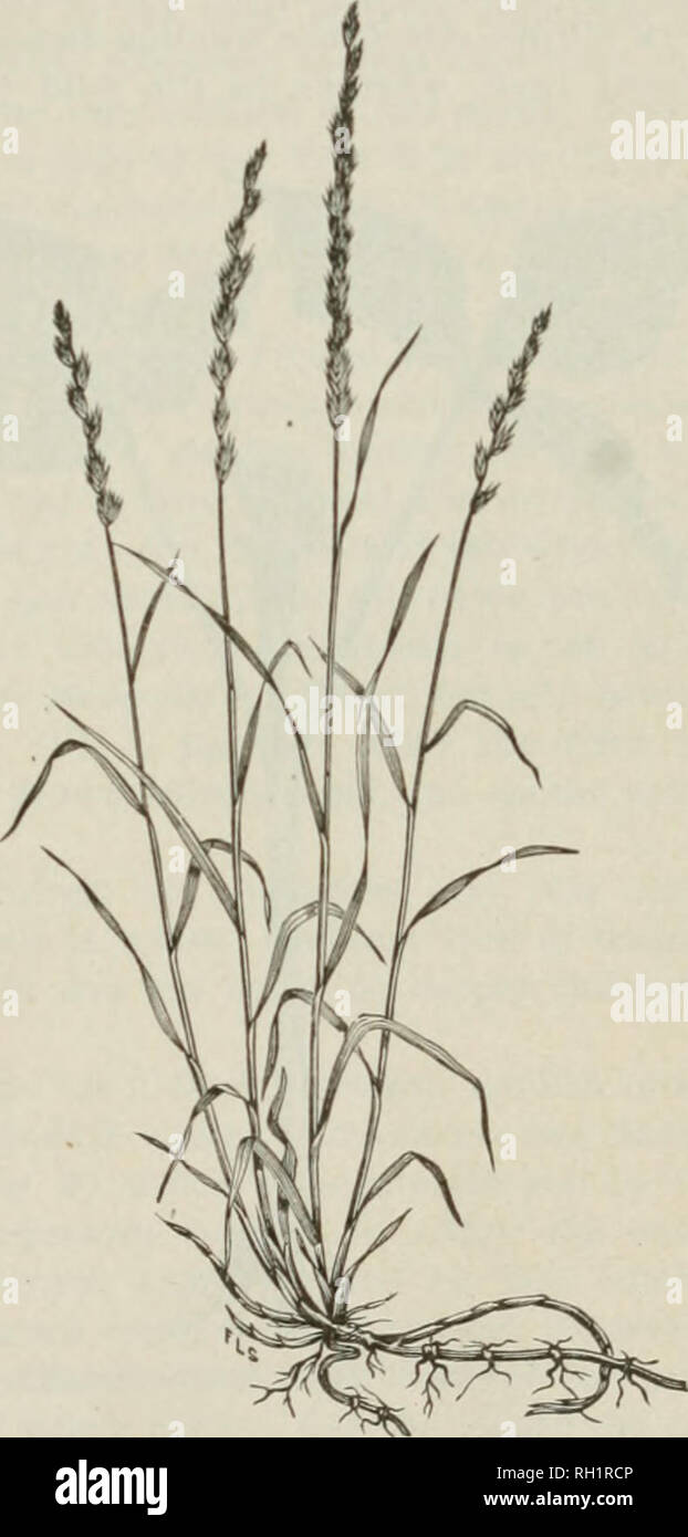 Bulletin Agriculture Plants Furnishing Root Dkugw 13 Are