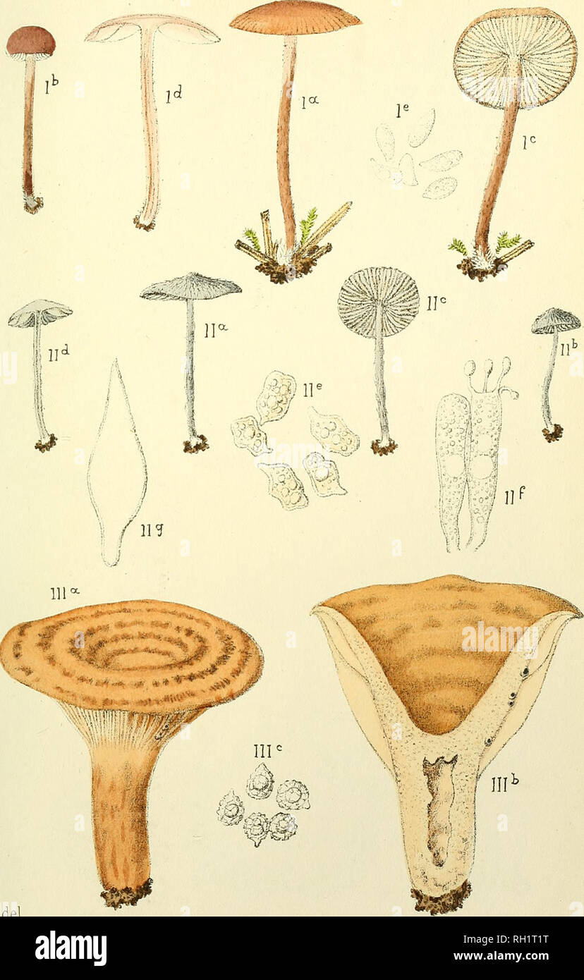 . Bulletin. Mycology; Fungi; Fungi. Bull, de la Soc. Myc. de France. Tome XVI, Pl. VIII. Boud. del. I. CoLLYBiA Benoistii Boud. II. Entoloma indutum Boud, III. Lactarius maliodorus Boud.. Please note that these images are extracted from scanned page images that may have been digitally enhanced for readability - coloration and appearance of these illustrations may not perfectly resemble the original work.. Société mycologique de France; Société botanique de France. Epinal : La Société Stock Photo