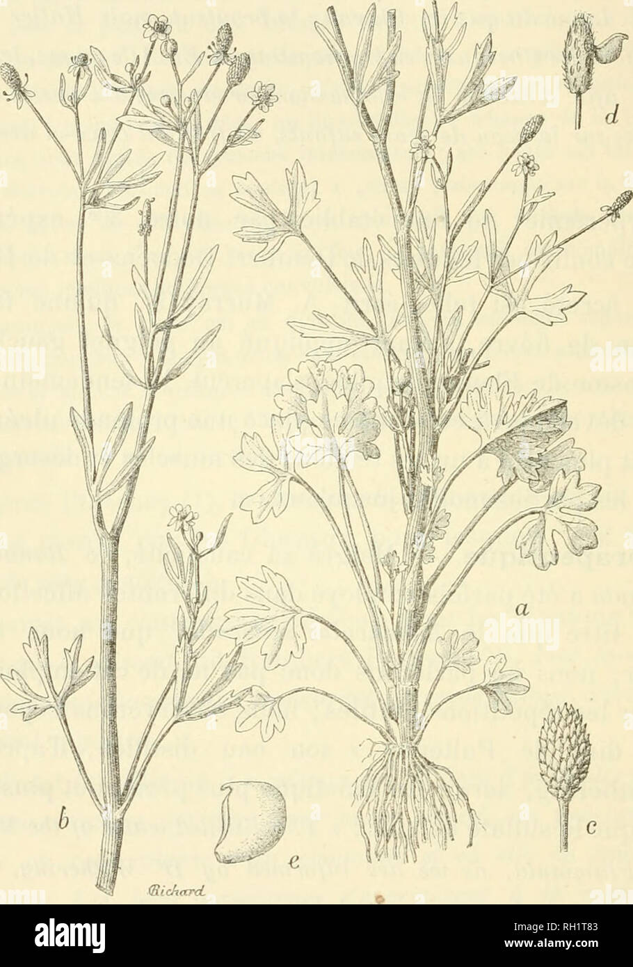. Bulletin. Socit d'histoire naturelle d'Autun (France); Natural history; Natural history -- France. 290 A.-T. DE ROC ME BRUNE Ranunculus sceleratus Lin. Synonymie. — Ranunculus sceleuatus, Lin. Sj^. 776; DC, Prodr. I, 34;. Baxunculus sceleratus, Lin. Fig. 52: a. b. Port de la plante. —Fig. 53 : c. Fruit. — Fig. 51 : (/. Réceptacle. Fig. 55 : e. Caipolle. Rchl:). le. IV, l. H, f. 1598; Coss. Cump. FI. Ail., H, 33 ; Raltand et Trab. FI. Alger., 8 ; Moris, Sard., F, 33 ; FJecatonia i'alustris, Loureir, FL Cochinch. Spacli. Suites a Bujf. VU, 198.. Please note that these images are extracted from Stock Photo