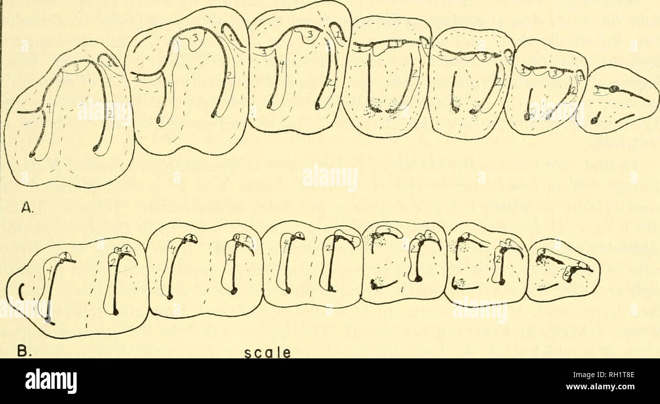 . Bulletin. Natural history; Natuurlijke historie. EVOLUTION OF TAPIROID DENTITION 87 COLODON OCCIDENTALIS. 20  i 30 mm. Fig. 20. Wear facets in Colodon occidentalis. A = upper dentition, B = lower dentition. Num- bers refer to corresponding wear facets. Stippled areas indicate less important contacts. See text for discussion. method of molarization of P^ in Isectolophus, where the hypocone appears as an independent, isolated cusp. In Helaletes the metaloph is smaller than the proto- loph and extends either towards the incipient hypocone {H. nanus) or antero- lingually, to the protocone {H. in Stock Photo
