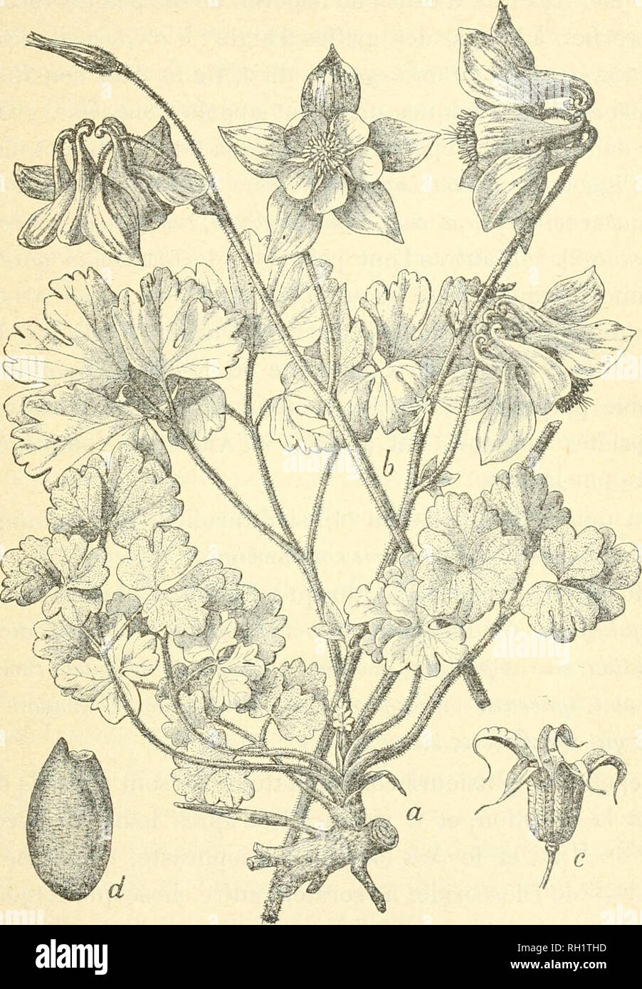 . Bulletin. Socit d'histoire naturelle d'Autun (France); Natural history; Natural history -- France. TOXICOLOGIE AFRICAINE 139 Le type algÃ©rien que nous figurons Â« est tout Ã fait conforme Ã la forme australe, pubescente glanduleuse (1) Â».. AOUILEGIA VULr.ARIS, Lin. Fig. I : a. Partie infÃ©rieure de Ja plante. â Fig. '-2 : h. Tiges florifÃ¨res Fig. 3 : c. Fruit dÃ©hiscent. â Fig. 4 : d. Graine. Historique. â UAquilegia vulgaris, vulgairement nom- mÃ© AncoUe, Andiolye, Cornette, Aiglantine, Bonne femme, Clo- (1) Cette forme constitue VAquilegia viscosa Gouan, Illuslr. 32, lab. 19. Mala! Test Stock Photo