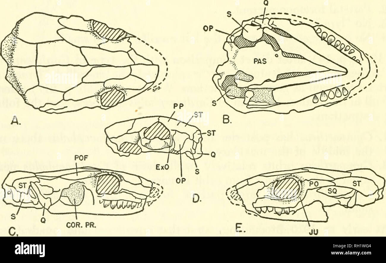 Bulletin Natural History Natuurlijke Historie Figure 4 Cardiocephalus Sternbergi Broili Type Skull Of Gymnarthrus Wil Loughbyi
