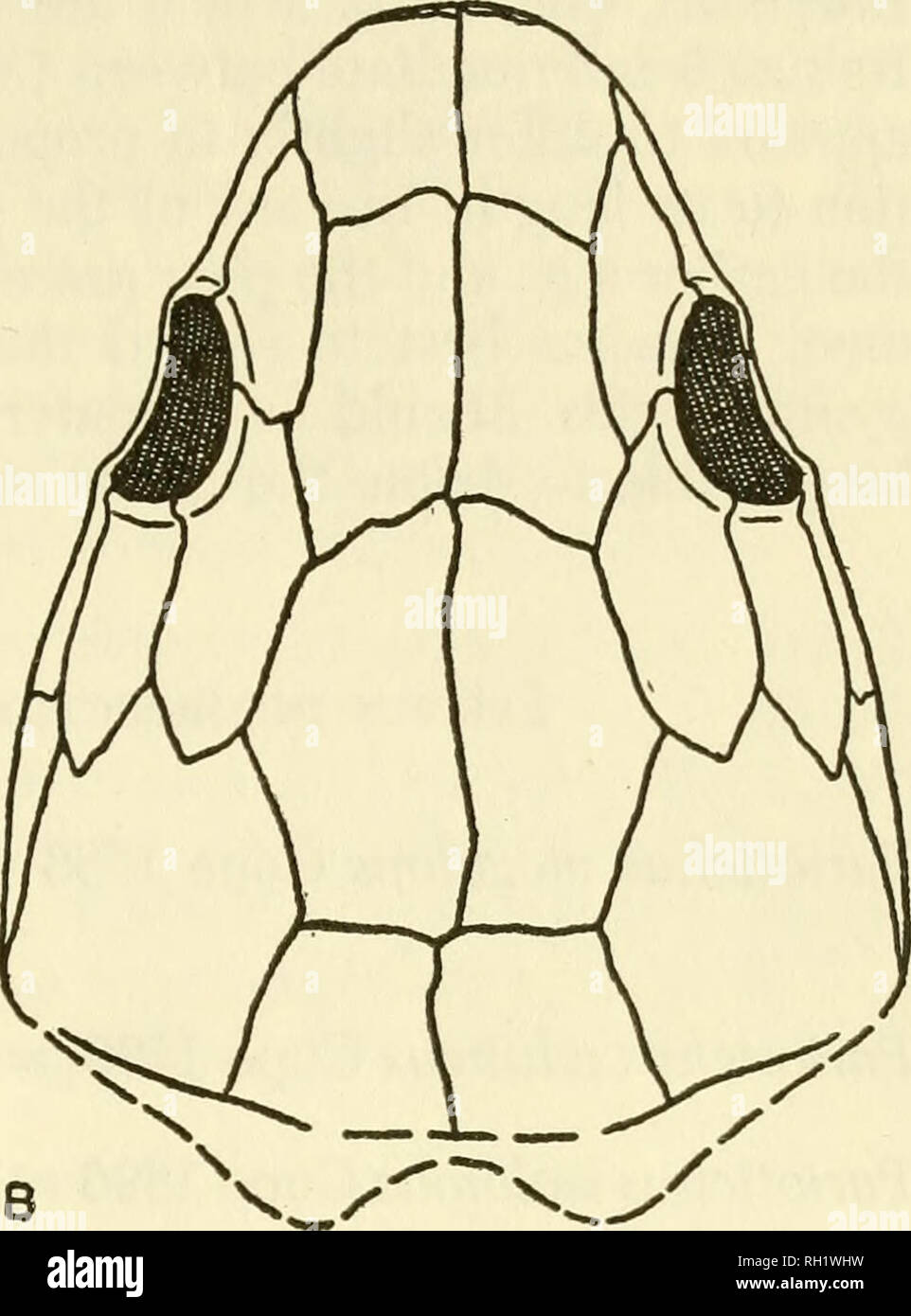 . Bulletin. Natural history; Natuurlijke historie. Figure 2 ...