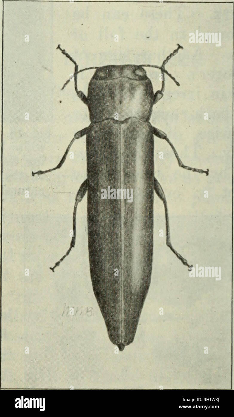 Bronze birch borer beetle hires stock photography and images Alamy