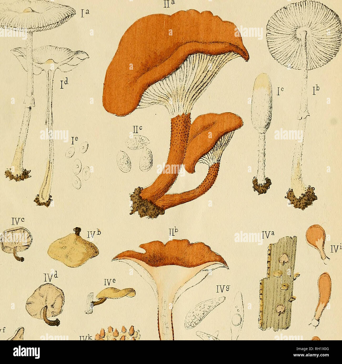 . Bulletin. Mycology; Fungi; Fungi. BULL. DE LA SOC MYC. DE FRANCE. T. X. PL I. *Â«fflffllB)^ IV1. k h &quot;J IVk ^?VJ&lt;J; Â©j IIP â¢i ; Â« 7 &quot;^ â I iv* 1 . m1 .IV1 '-v'k&quot;.&quot;.-. ^A , IIP Ã¯. LEPIOTA MEDIOFLAVA Boud. IL CLITOCTBE ARNOLDI. Boud. III. RUSSULA XANTHOPH.Â£A Boud. IV. MARASMIUS MENIERI Boud.. Please note that these images are extracted from scanned page images that may have been digitally enhanced for readability - coloration and appearance of these illustrations may not perfectly resemble the original work.. SociÃ©tÃ© mycologique de France; SociÃ©tÃ© botanique de Stock Photo