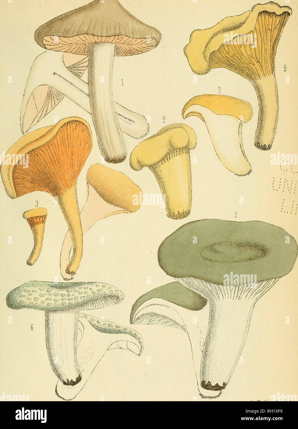 . Bulletin. Mycology; Fungi; Fungi. BULL I)E LA SOC MYC DE FRANGE T. V. PL. I. .«r^r-&gt;.. L.Rolland del. Fig. I. ENTOLOMA CLYPEATUM, Fig. lil. CHANTERELLE ORANGÉE (suspecij. B'ig, II, CHANTERELLE COMESTIBLE. Fig. IV. AGARIC VERDOYANT. Fig. V. AGARIC FOURCHU (suspect).. Please note that these images are extracted from scanned page images that may have been digitally enhanced for readability - coloration and appearance of these illustrations may not perfectly resemble the original work.. Société mycologique de France; Société botanique de France. Epinal : La Société Stock Photo