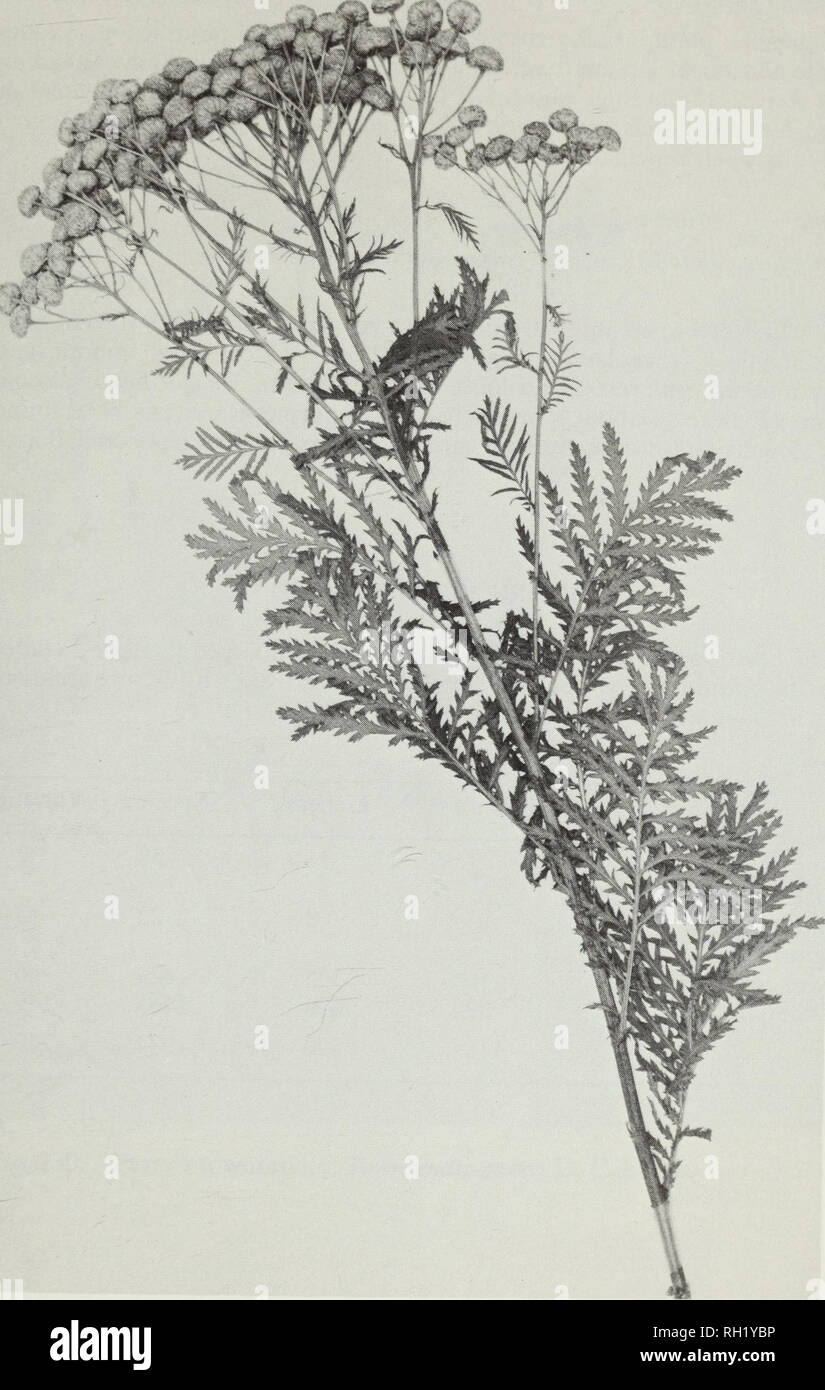 . Budd's flora of the Canadian Prairie Provinces. Botany; Botanique. Fig. 229. Tansy, Tanacetum vulgare L. 789. Please note that these images are extracted from scanned page images that may have been digitally enhanced for readability - coloration and appearance of these illustrations may not perfectly resemble the original work.. [Ottawa] : Research Branch, Agriculture Canada Stock Photo