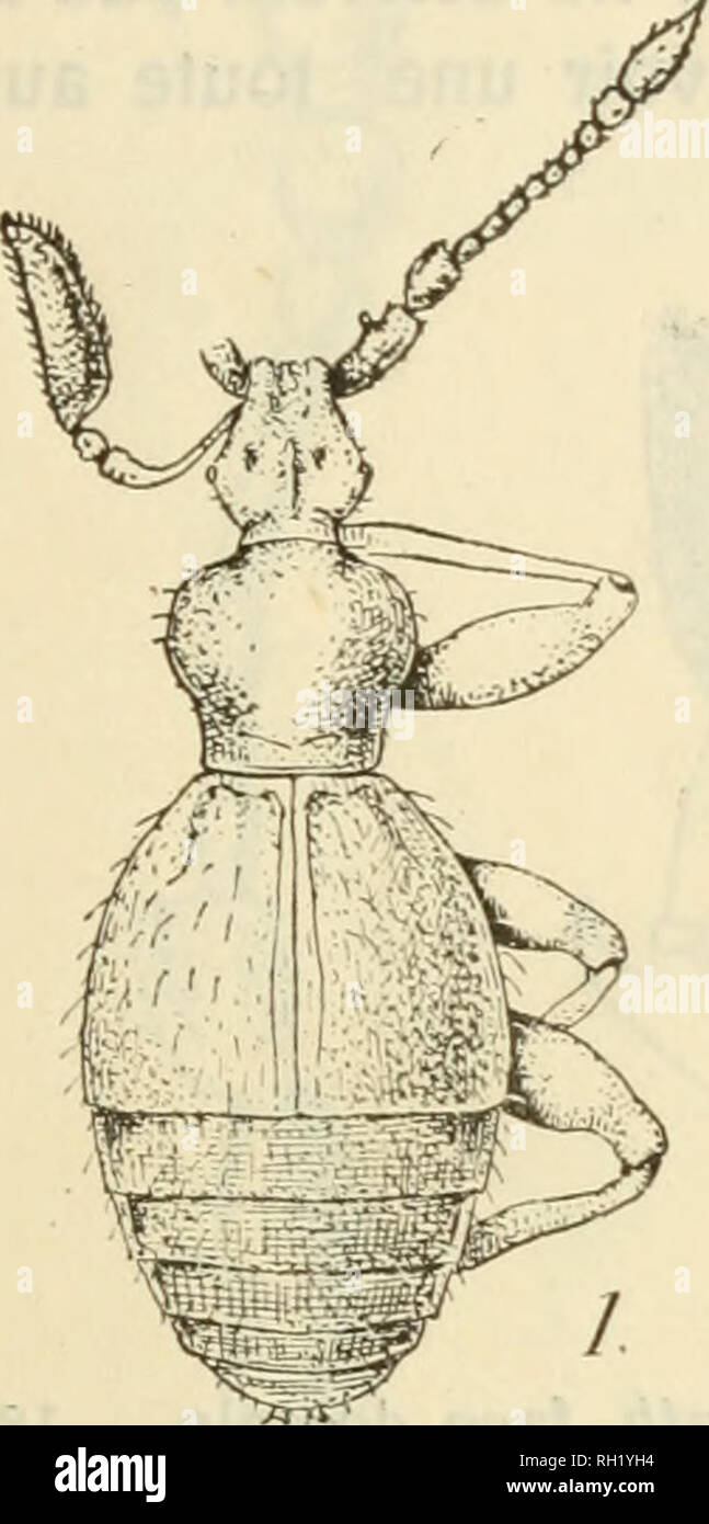 frange effilée dégradée