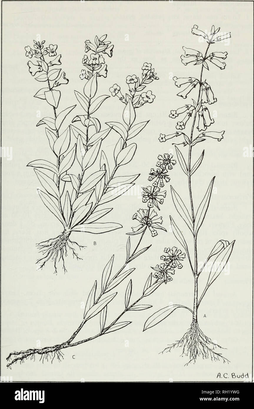 . Budd's flora of the Canadian Prairie Provinces. Botany; Botanique. Fig. 191. Beardtongues: A, lilac-flowered beardtongue, Penstemon gracilis Nutt.; B, smooth blue beardtongue, Penstemon nitidus Dougl.; C, slender beardtongue, Penstemon procerus Dougl. 655. Please note that these images are extracted from scanned page images that may have been digitally enhanced for readability - coloration and appearance of these illustrations may not perfectly resemble the original work.. [Ottawa] : Research Branch, Agriculture Canada Stock Photo