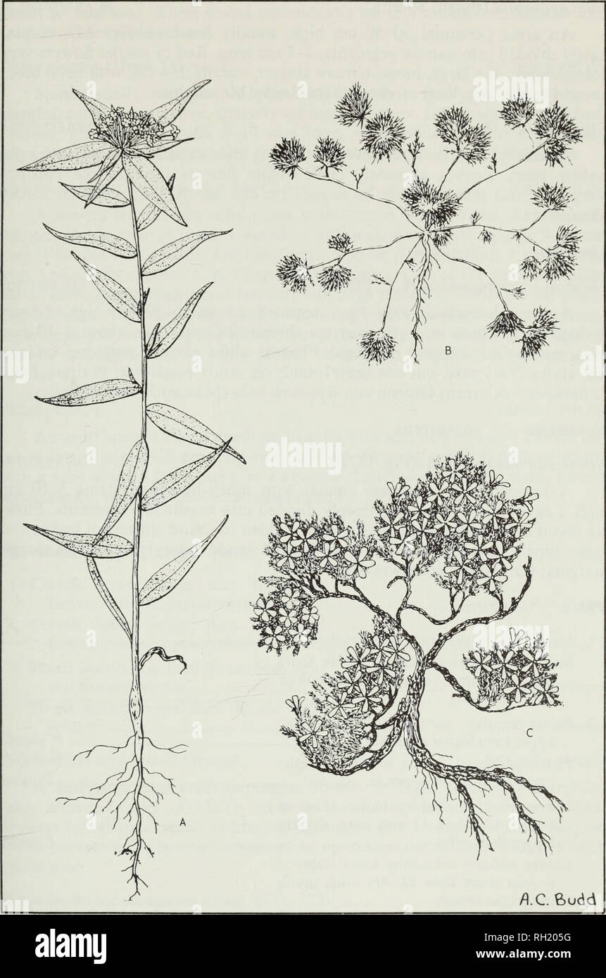 . Budd's flora of the Canadian Prairie Provinces. Botany; Botanique. Fig. 177. Phloxes: A, narrow-leaved collomia, Collomia linearis Nutt.; B, small navarretia, Navarretia minima Nutt.; C, moss phlox, Phlox hoodii Richardson. 601. Please note that these images are extracted from scanned page images that may have been digitally enhanced for readability - coloration and appearance of these illustrations may not perfectly resemble the original work.. [Ottawa] : Research Branch, Agriculture Canada Stock Photo
