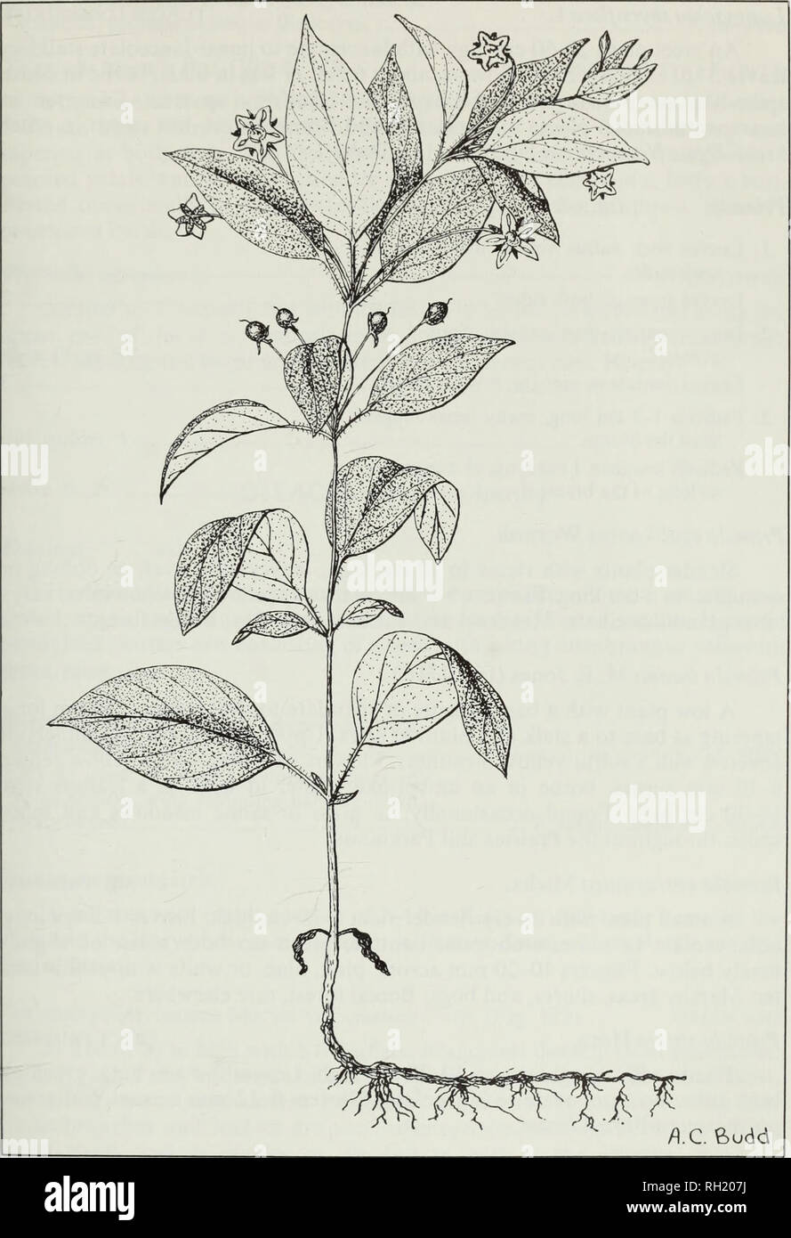 . Budd's flora of the Canadian Prairie Provinces. Botany; Botanique. Fig. 172. Fringed loosestrife, Lysimachia ciliata L. 585. Please note that these images are extracted from scanned page images that may have been digitally enhanced for readability - coloration and appearance of these illustrations may not perfectly resemble the original work.. [Ottawa] : Research Branch, Agriculture Canada Stock Photo