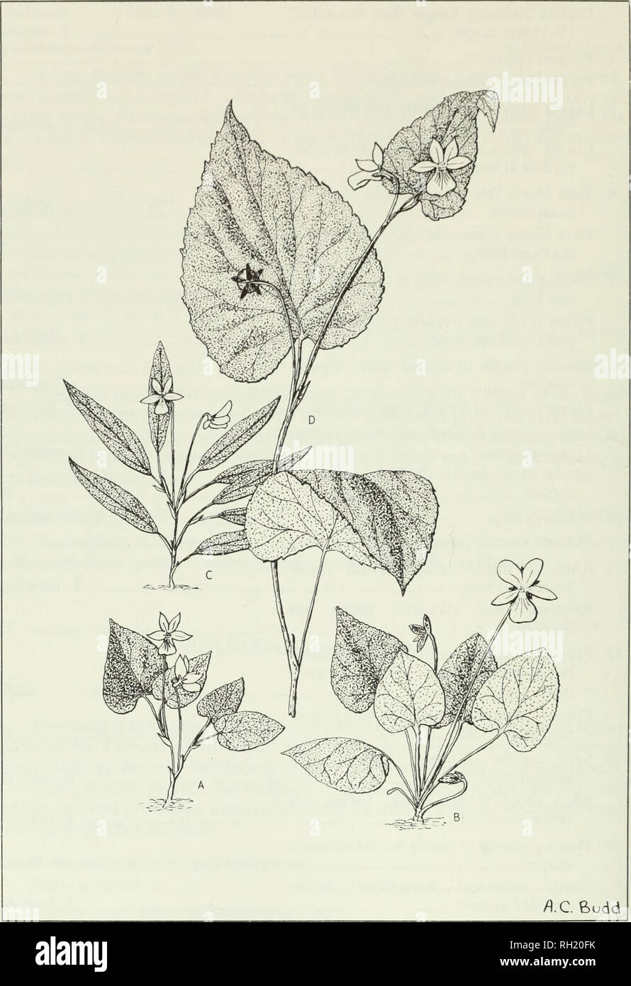. Budd's flora of the Canadian Prairie Provinces. Botany; Botanique. Fig. 154. Violets: A, early blue violet, Viola adunca J. E. Smith; B, northern bog violet, Viola cucullata Ait.; C, Nuttall's yellow violet, Viola nuttallii Pursh; Z), Western Canada violet, Viola rugulosa Greene. 528. Please note that these images are extracted from scanned page images that may have been digitally enhanced for readability - coloration and appearance of these illustrations may not perfectly resemble the original work.. [Ottawa] : Research Branch, Agriculture Canada Stock Photo